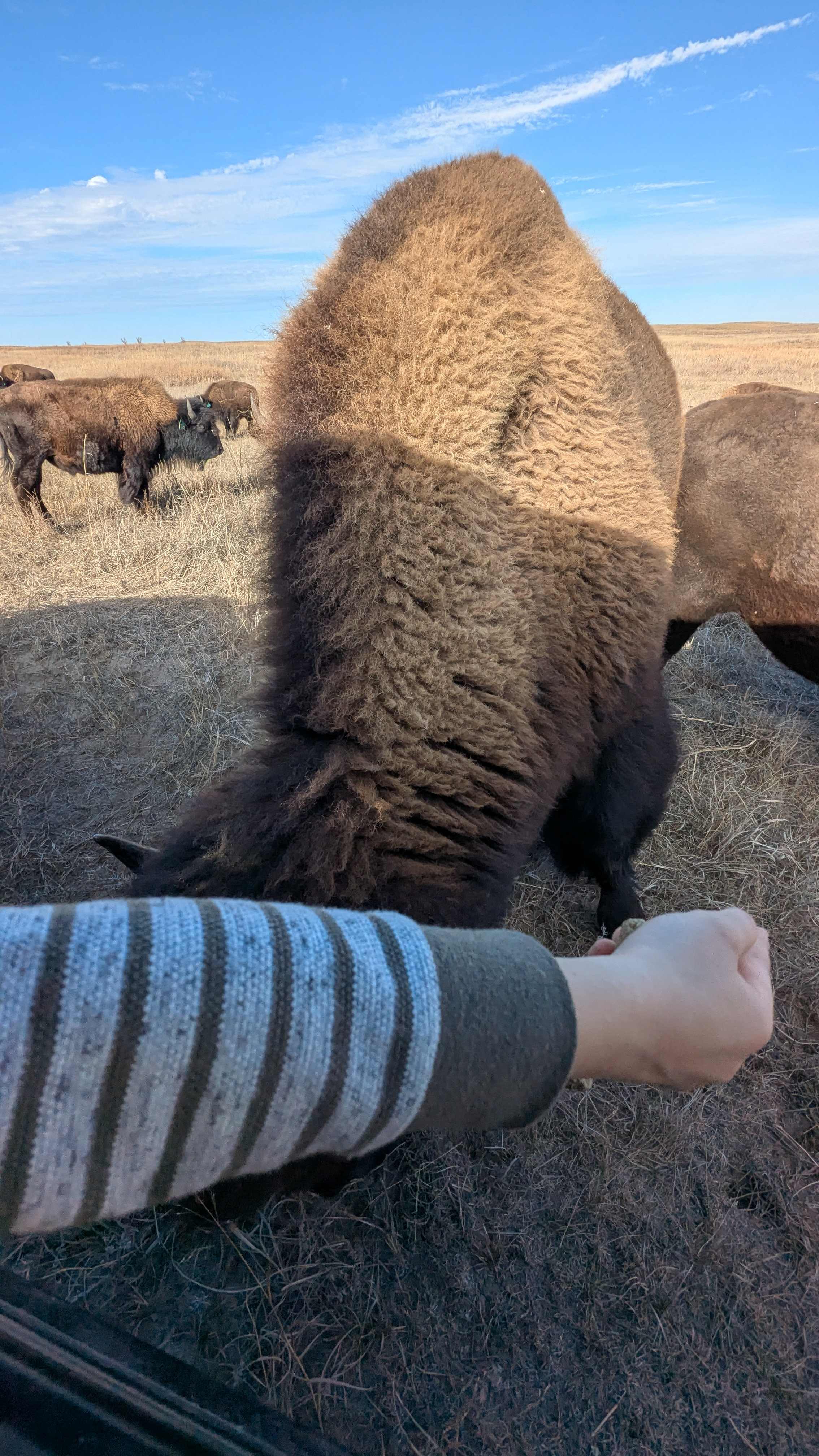 Golden Prairie Bison