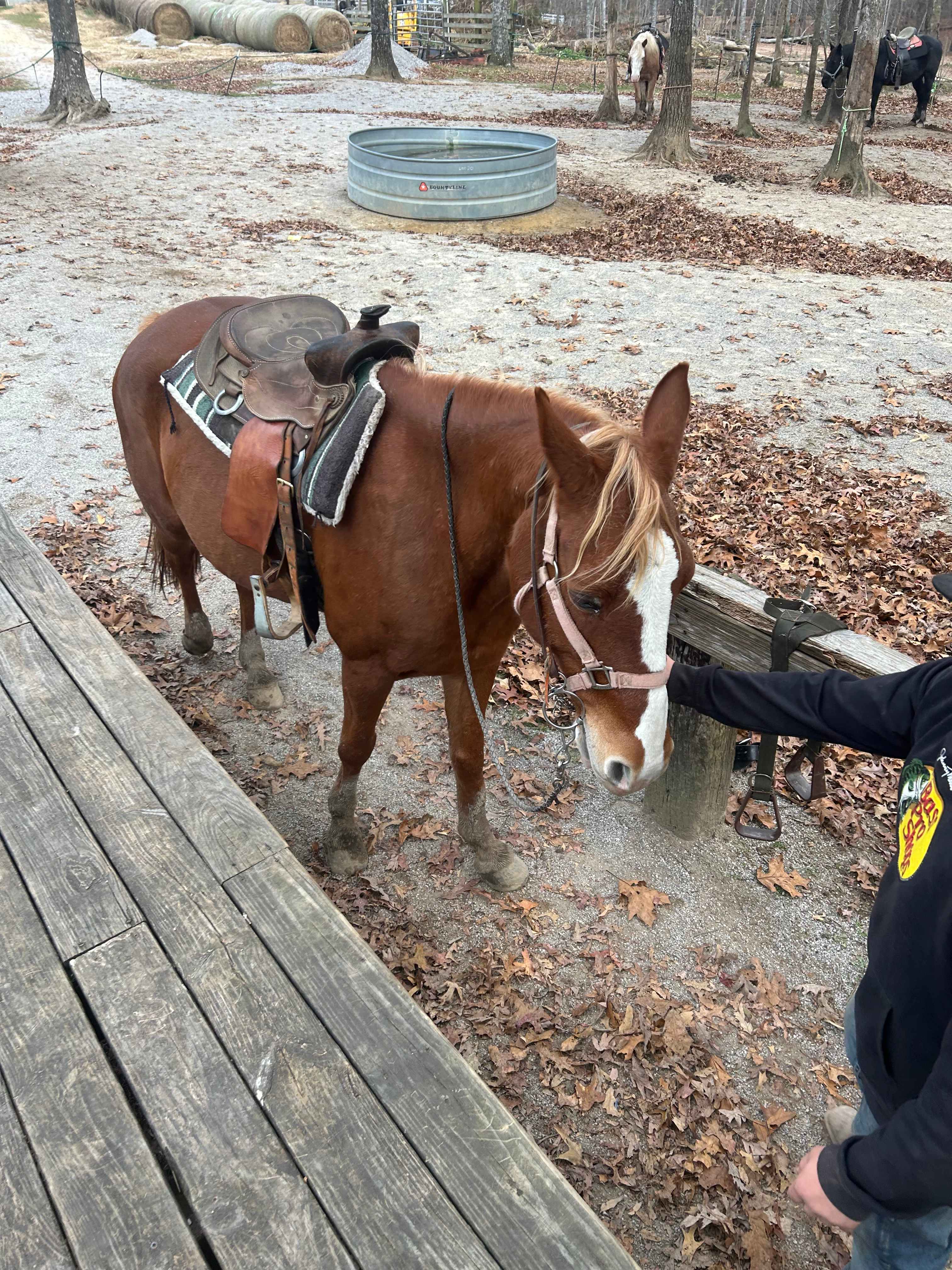 Campsites Fall Creek Falls Stables