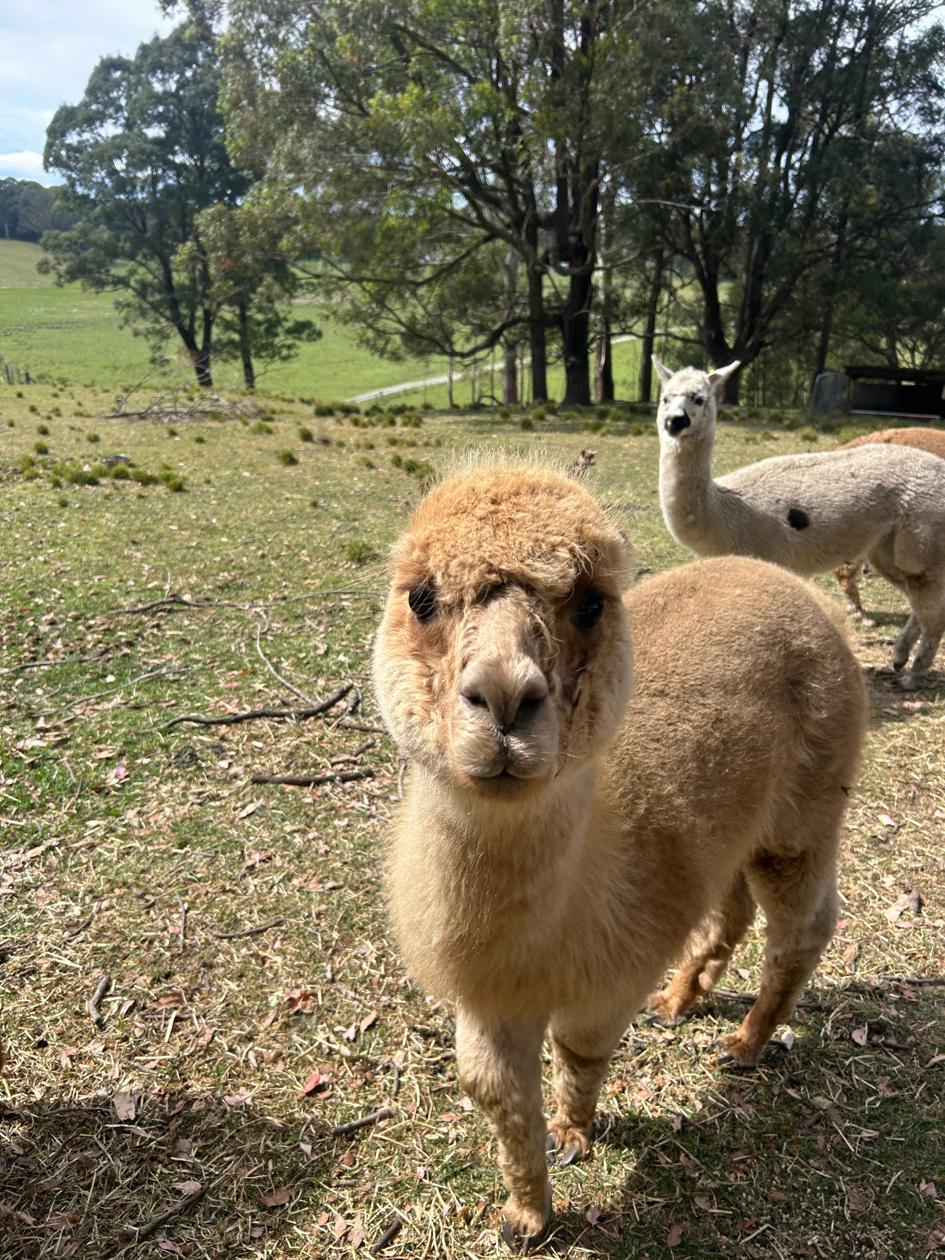 The Wandy Donkey Camp