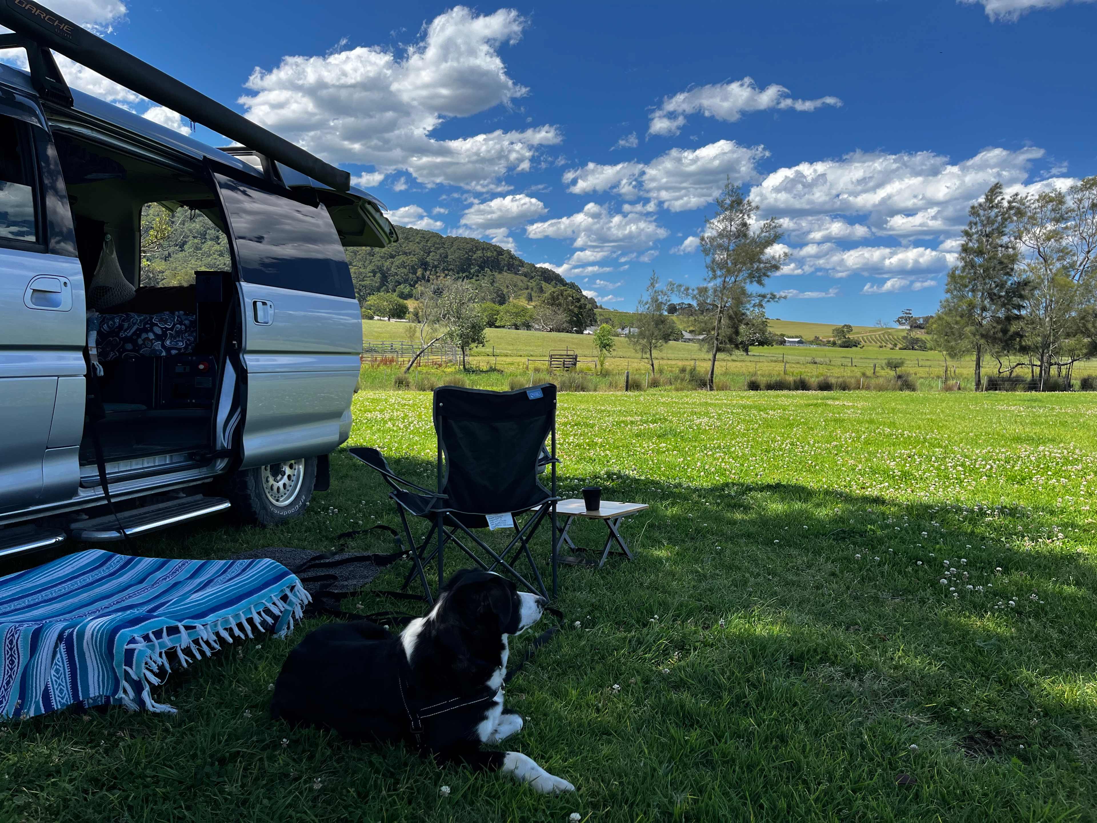 Levi watching the horses in next paddock