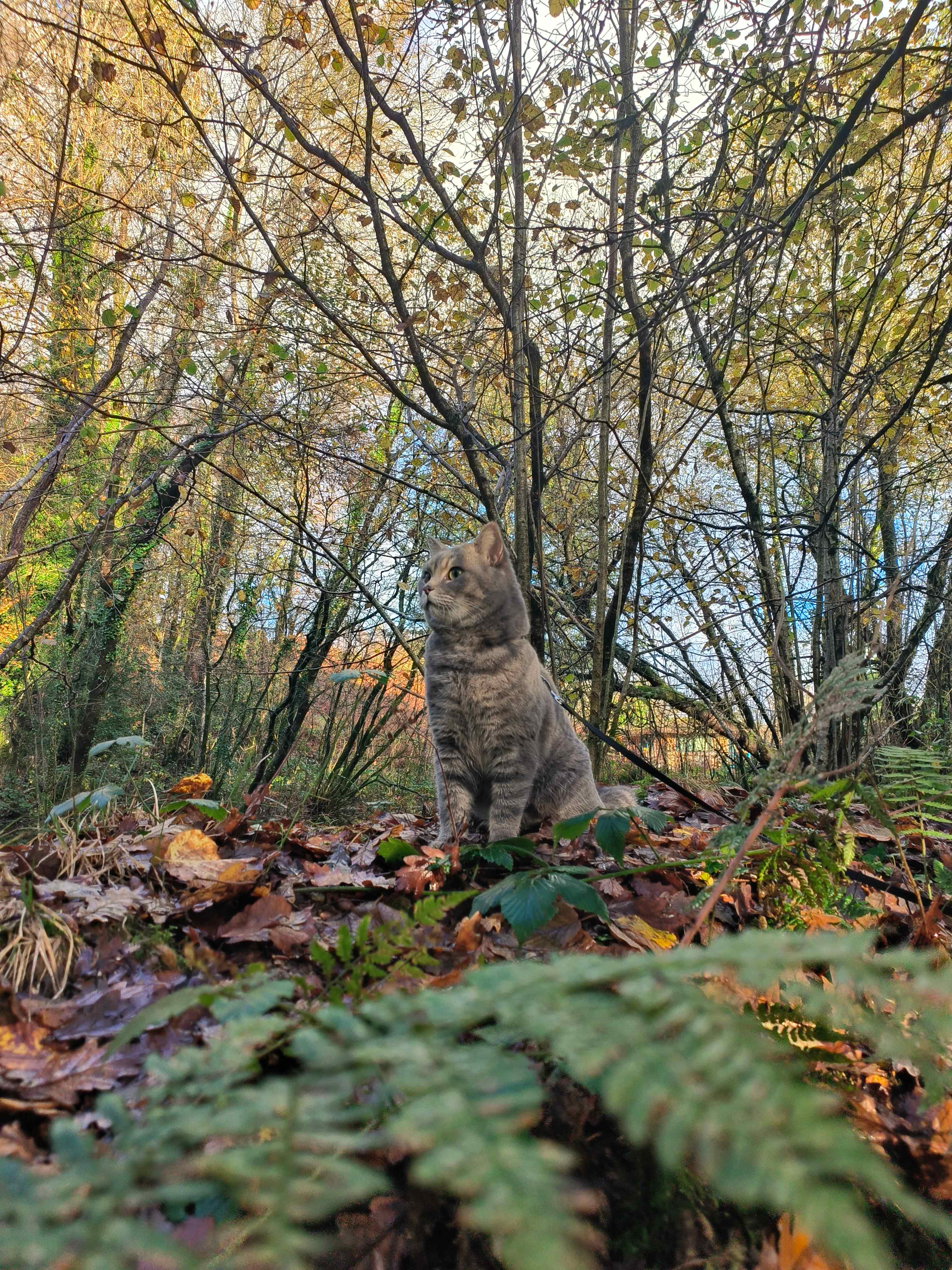 Magical Roundhouse or Train Wagon