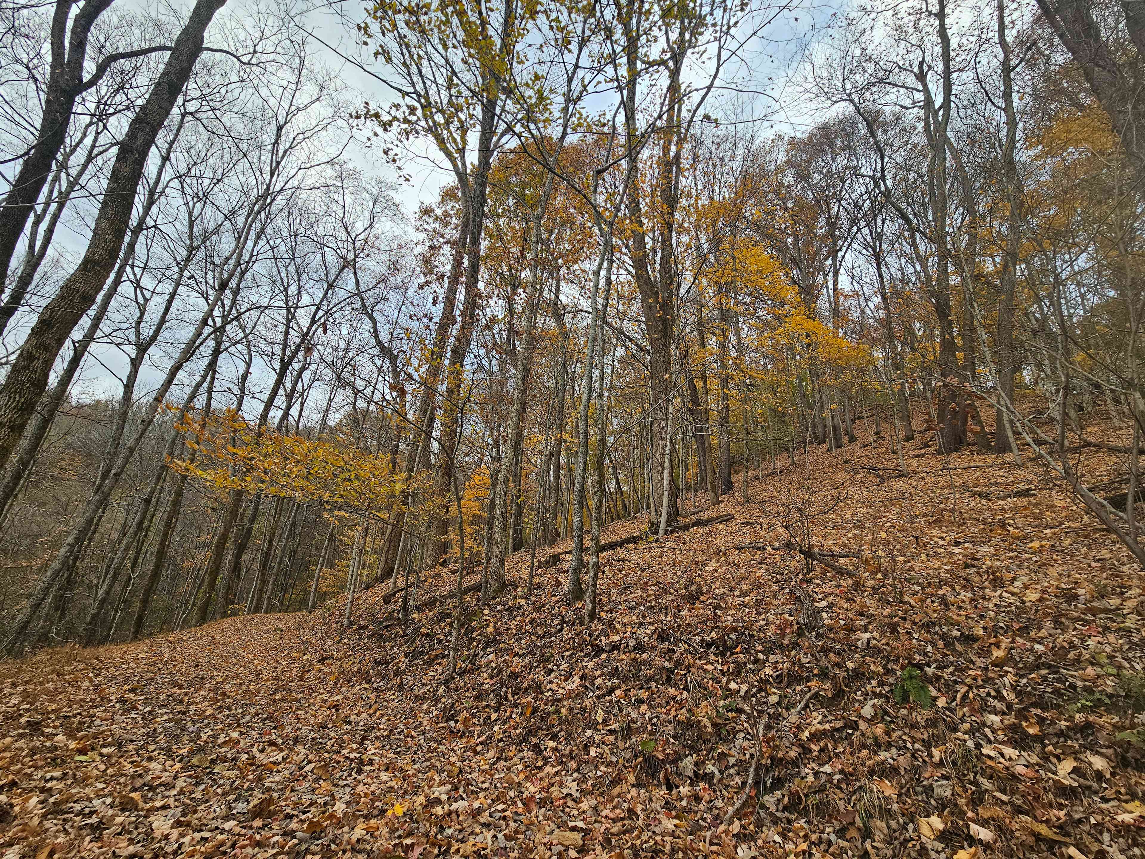 Beech Hollow Hideout