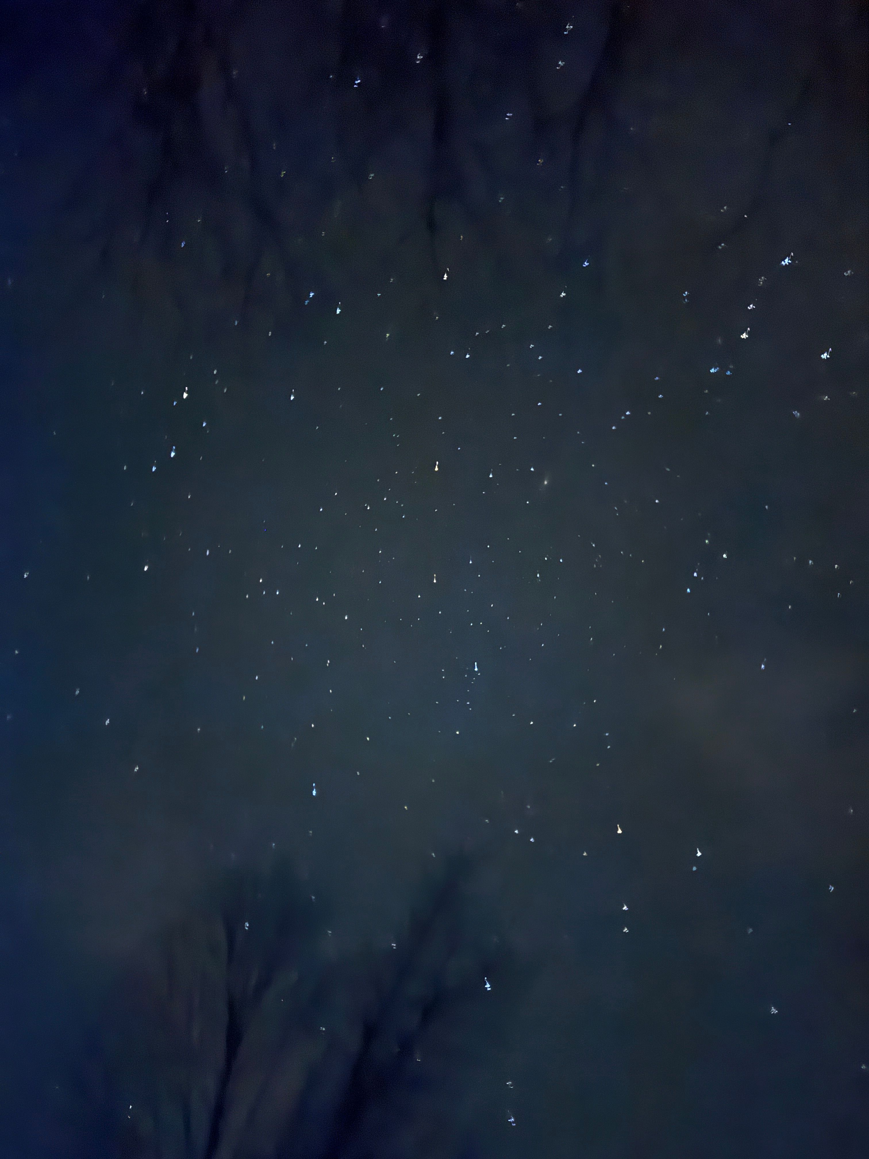 The Maple Grove at Whaleback