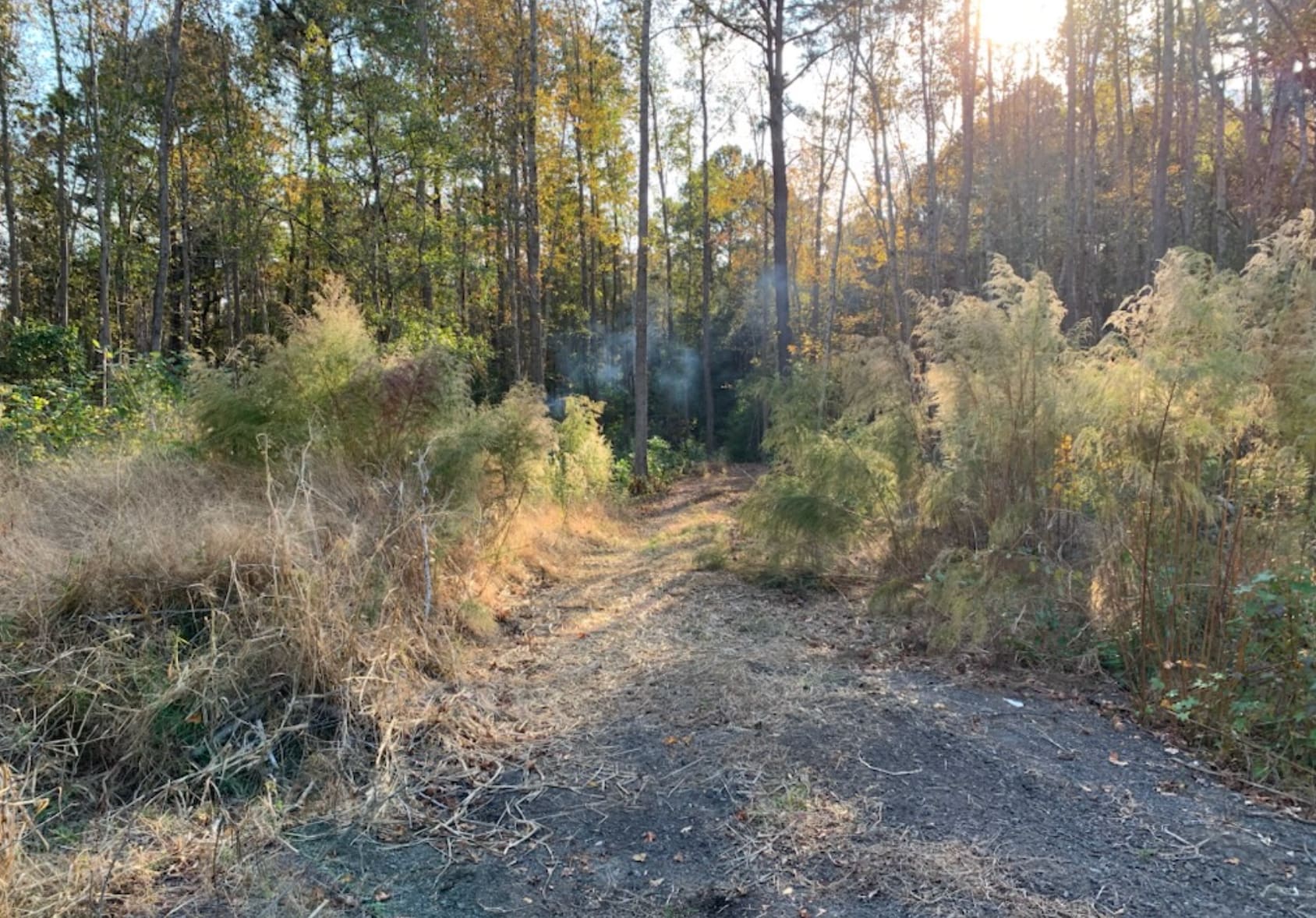 Picture of the site