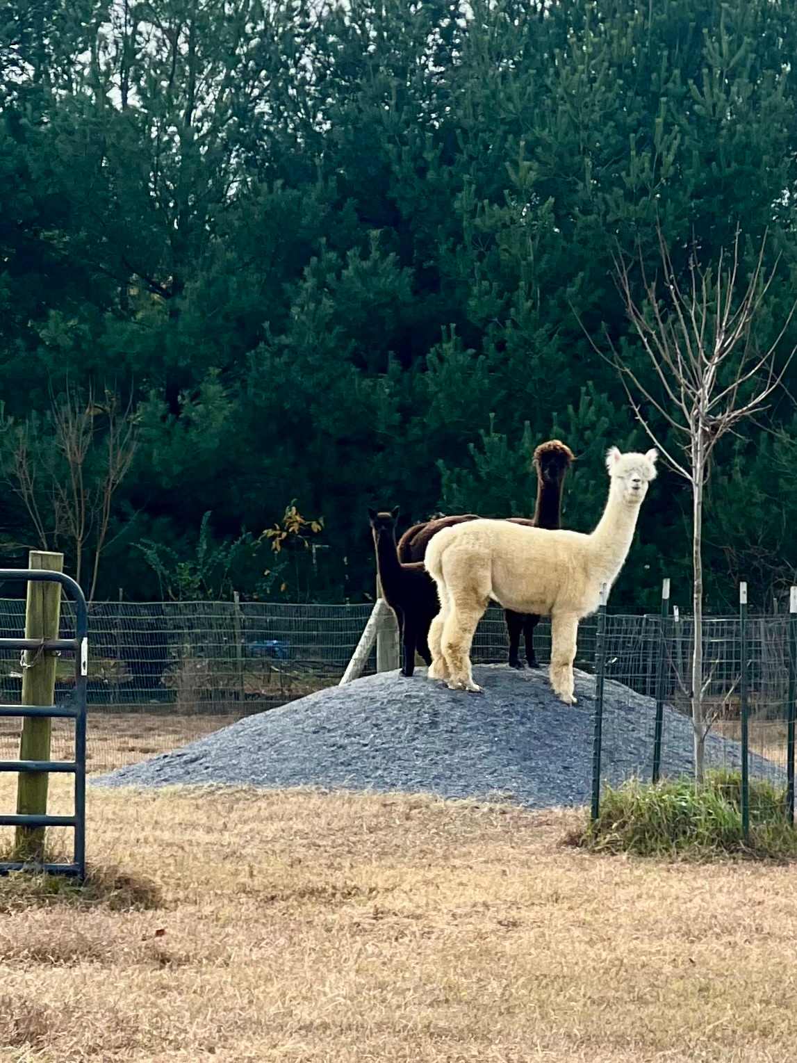 Outstanding Dreams Alpaca Farm