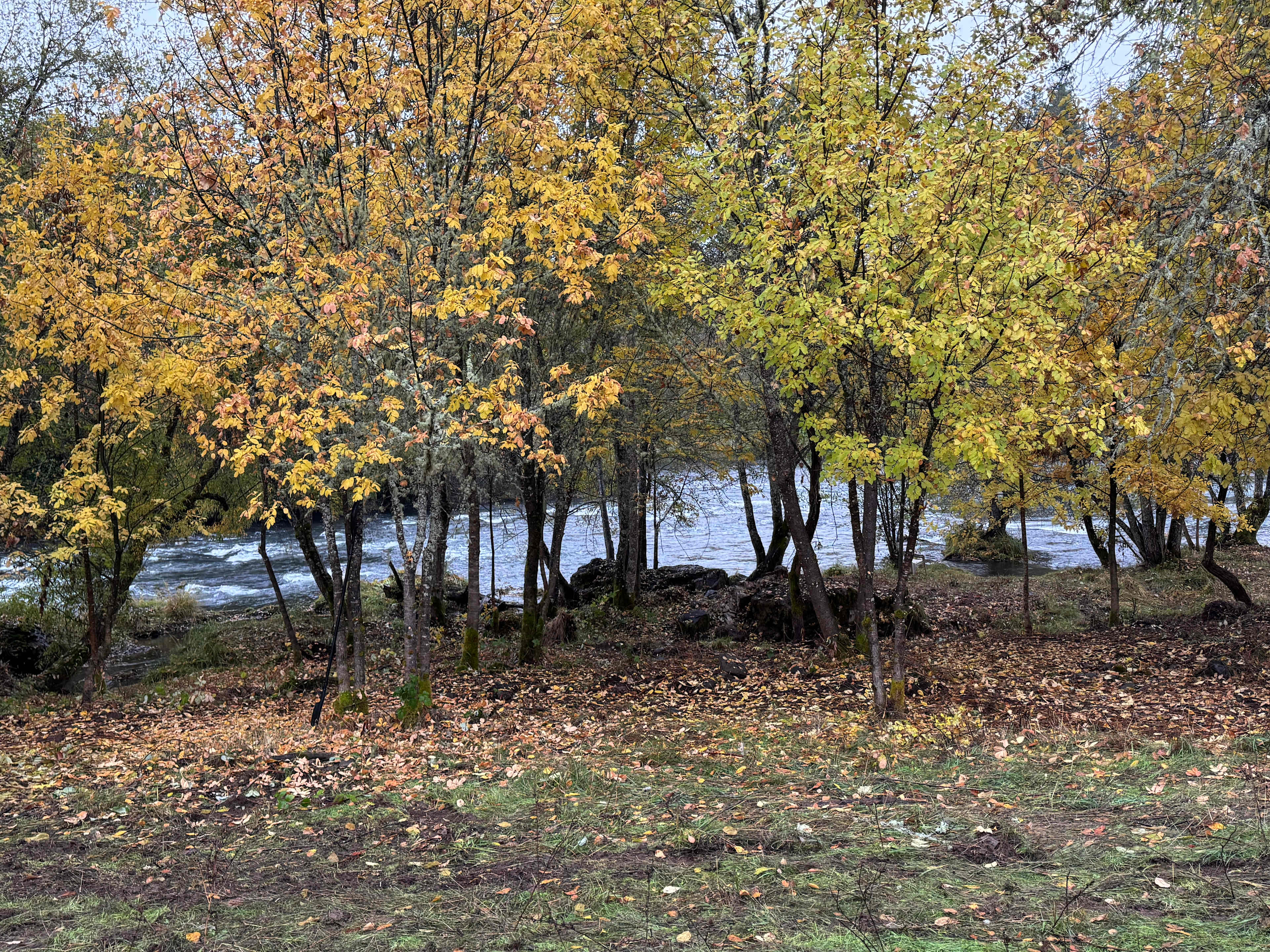 Two Dogs At The River