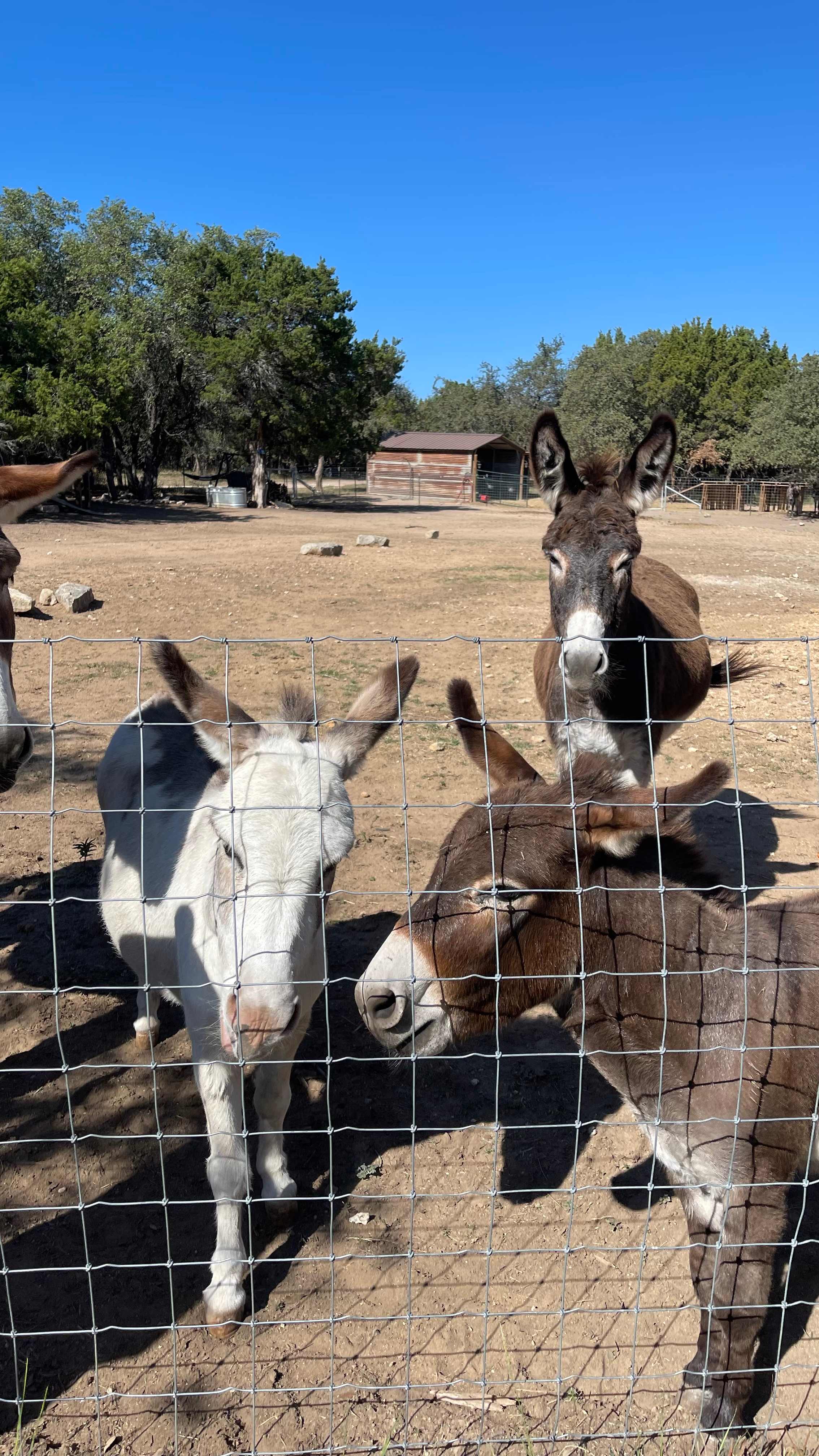 Friendly donkeys nearby, sometimes you’d hear them at night