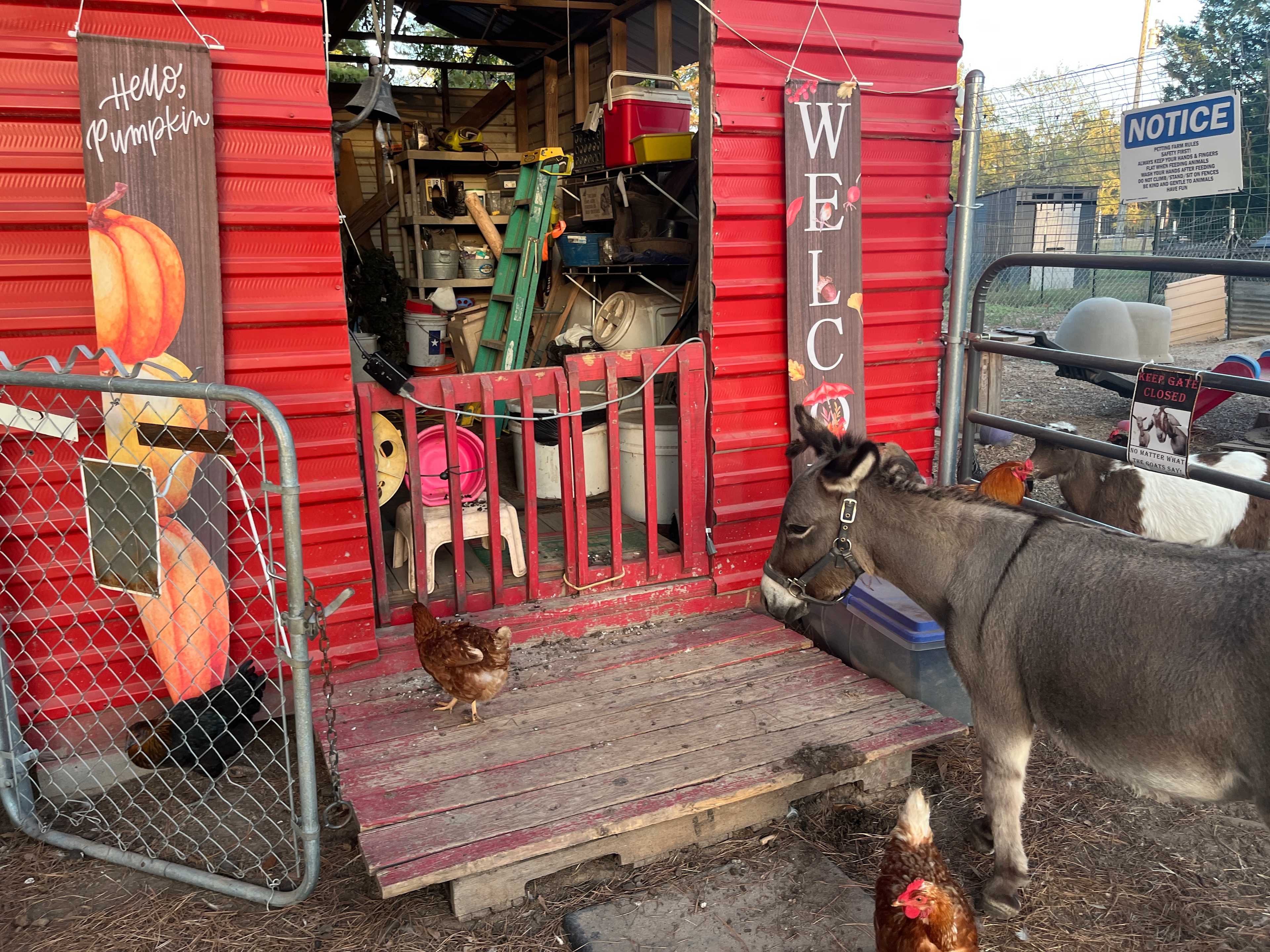 Big City Little Farm