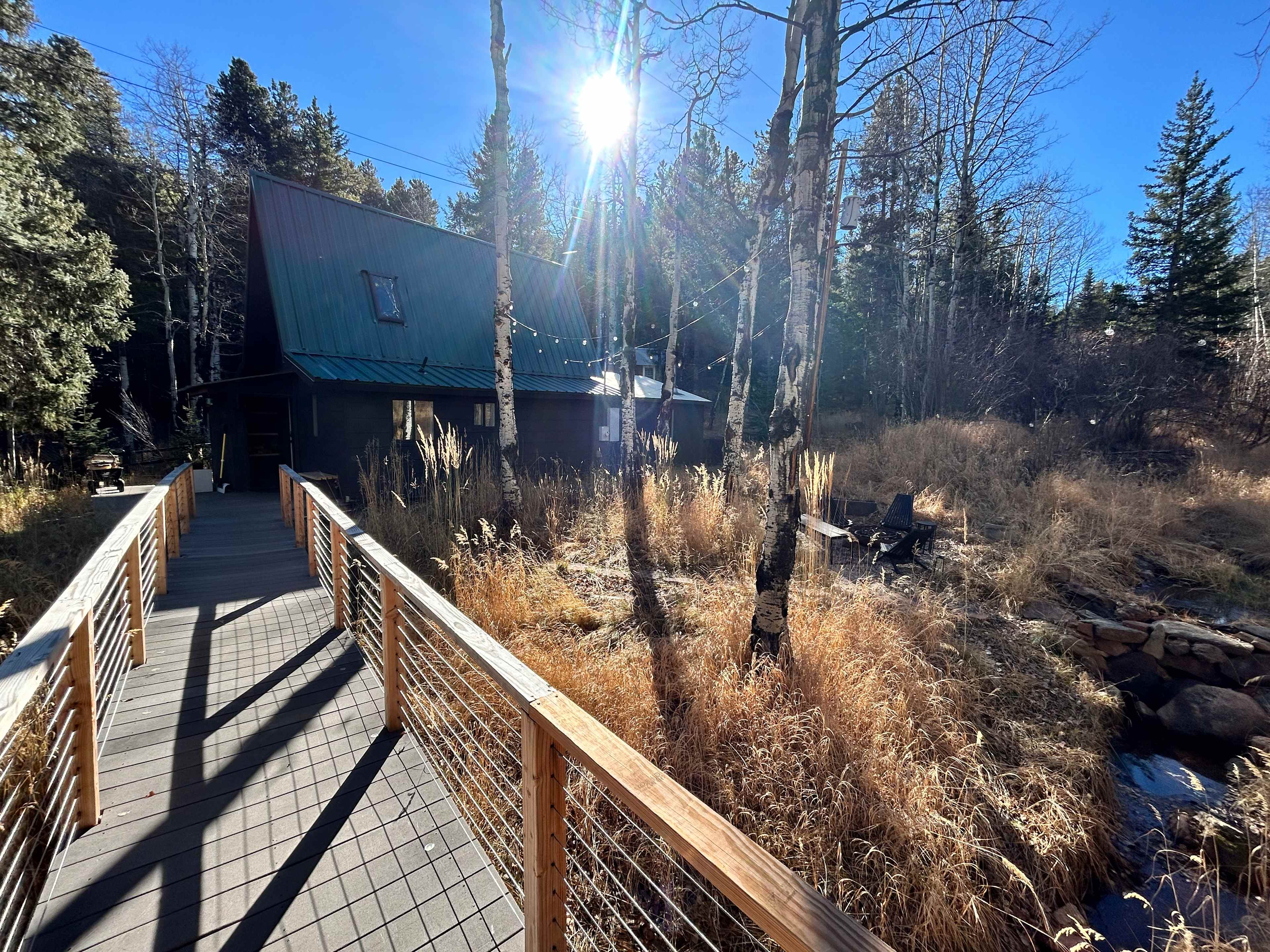 Aspen Forest in Evergreen Colorado