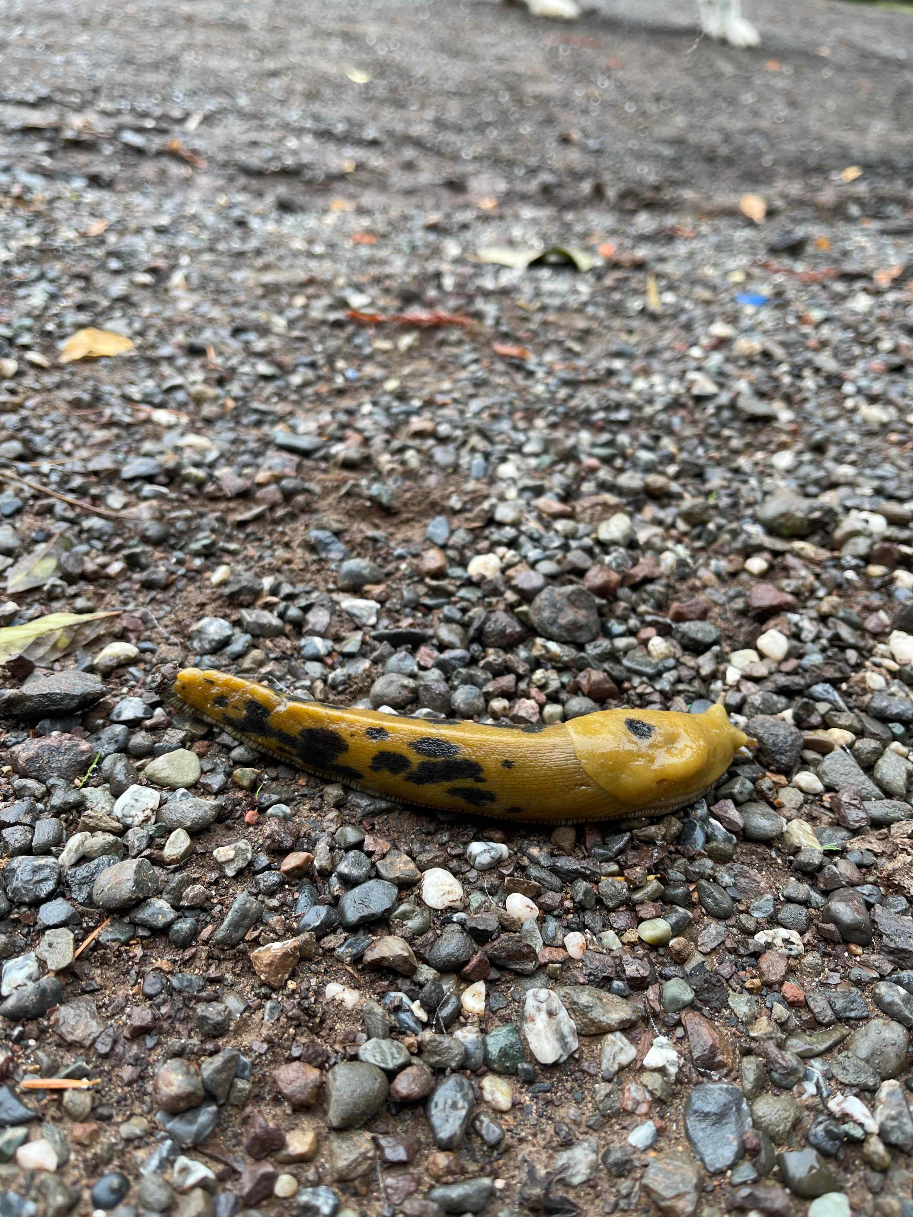 Comptche Matrix @ Sunny-land