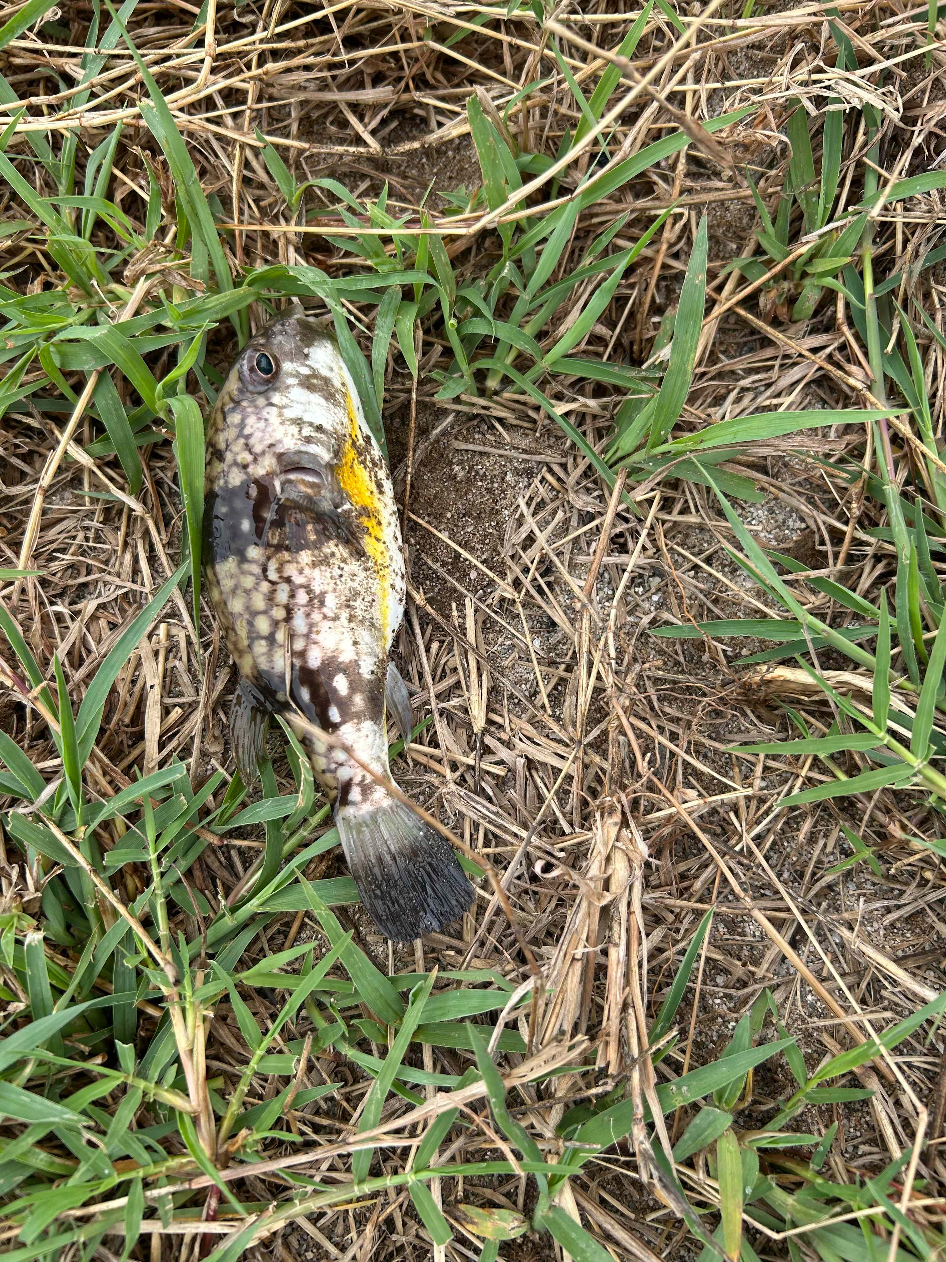 Surprise catch - released as they all were.