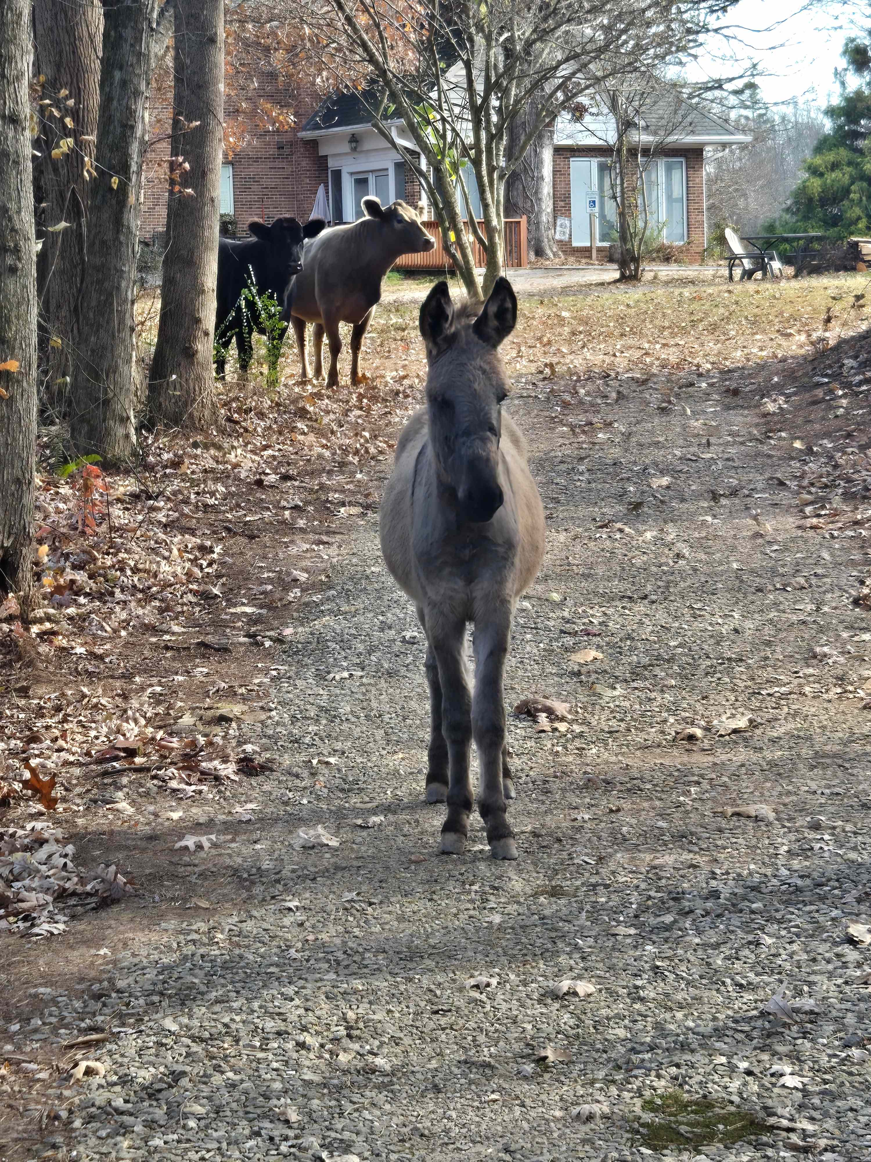 Eden Oaks Vineyard & Campground