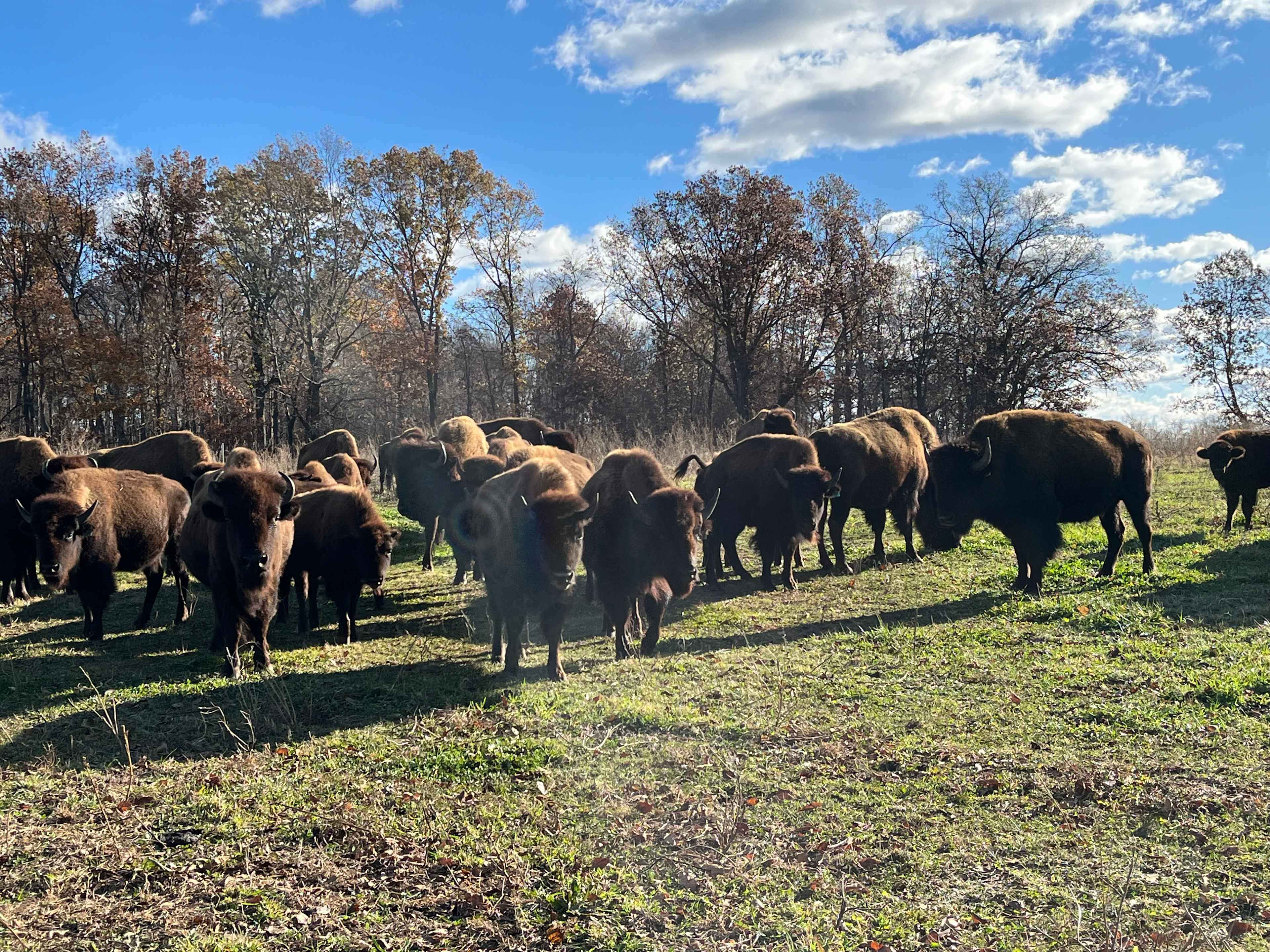 Bracy Gold Bison Ranch