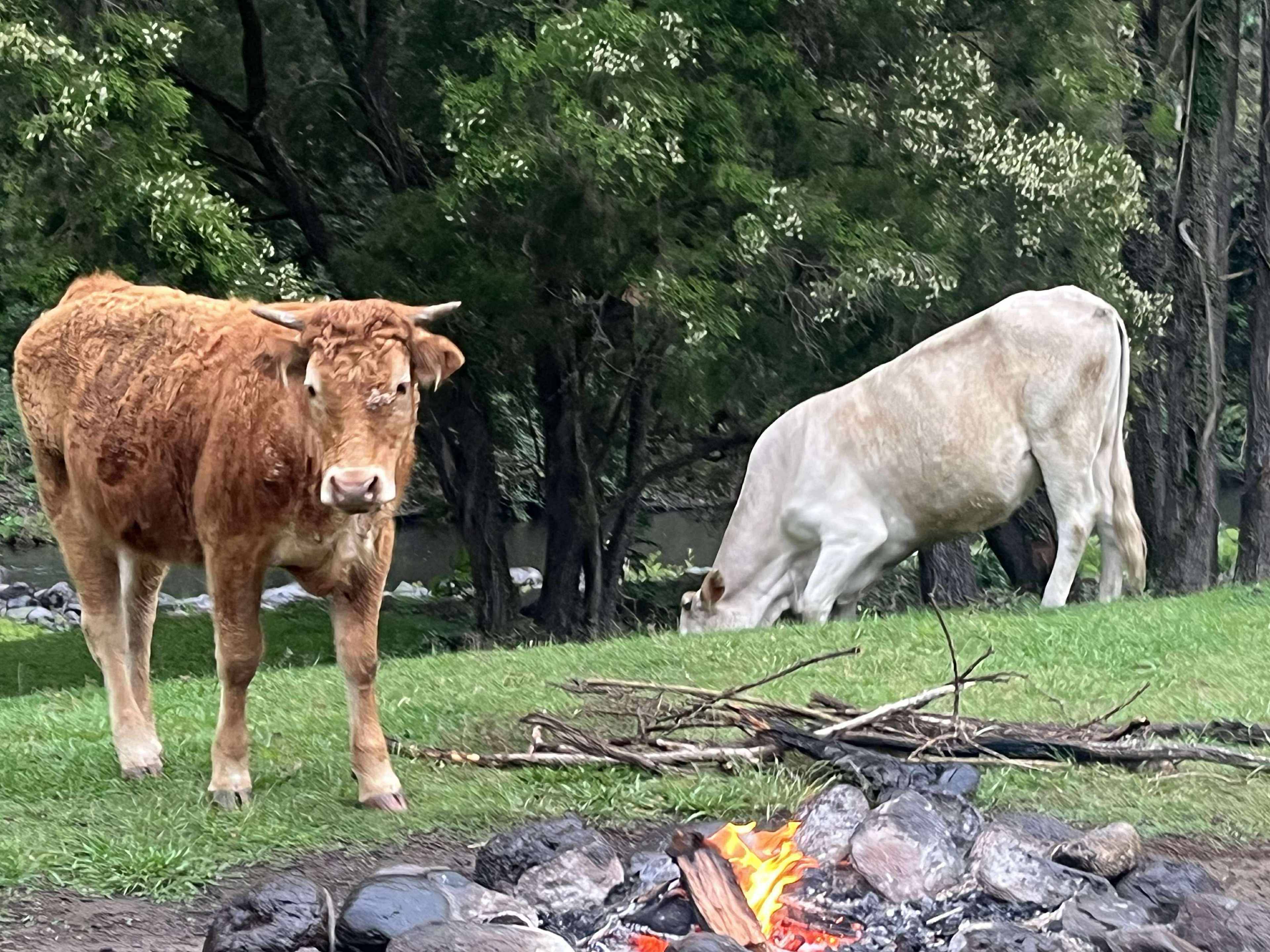 Sarabah Creek Camping