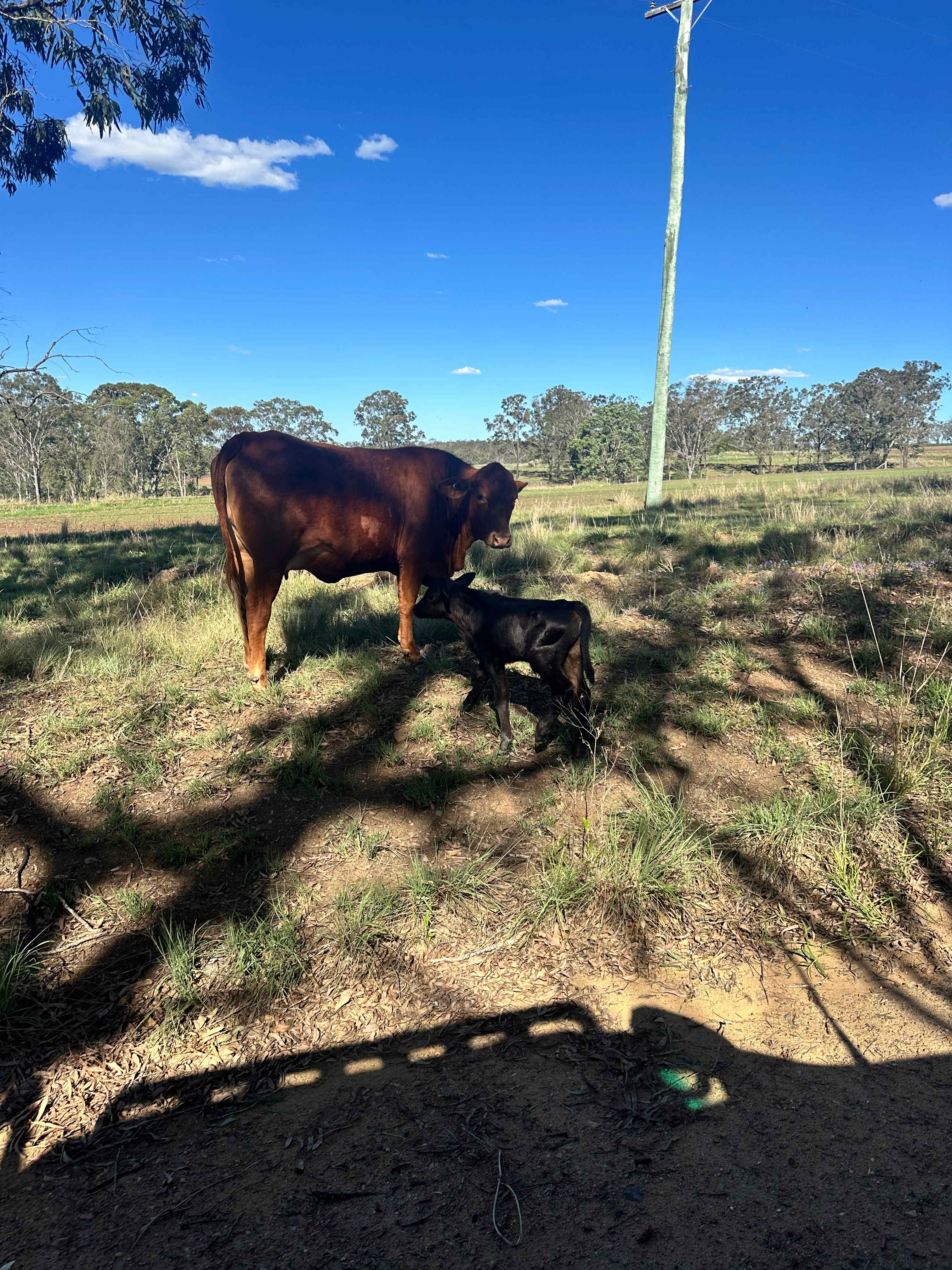 Tinara, 200 acre cattle farm 