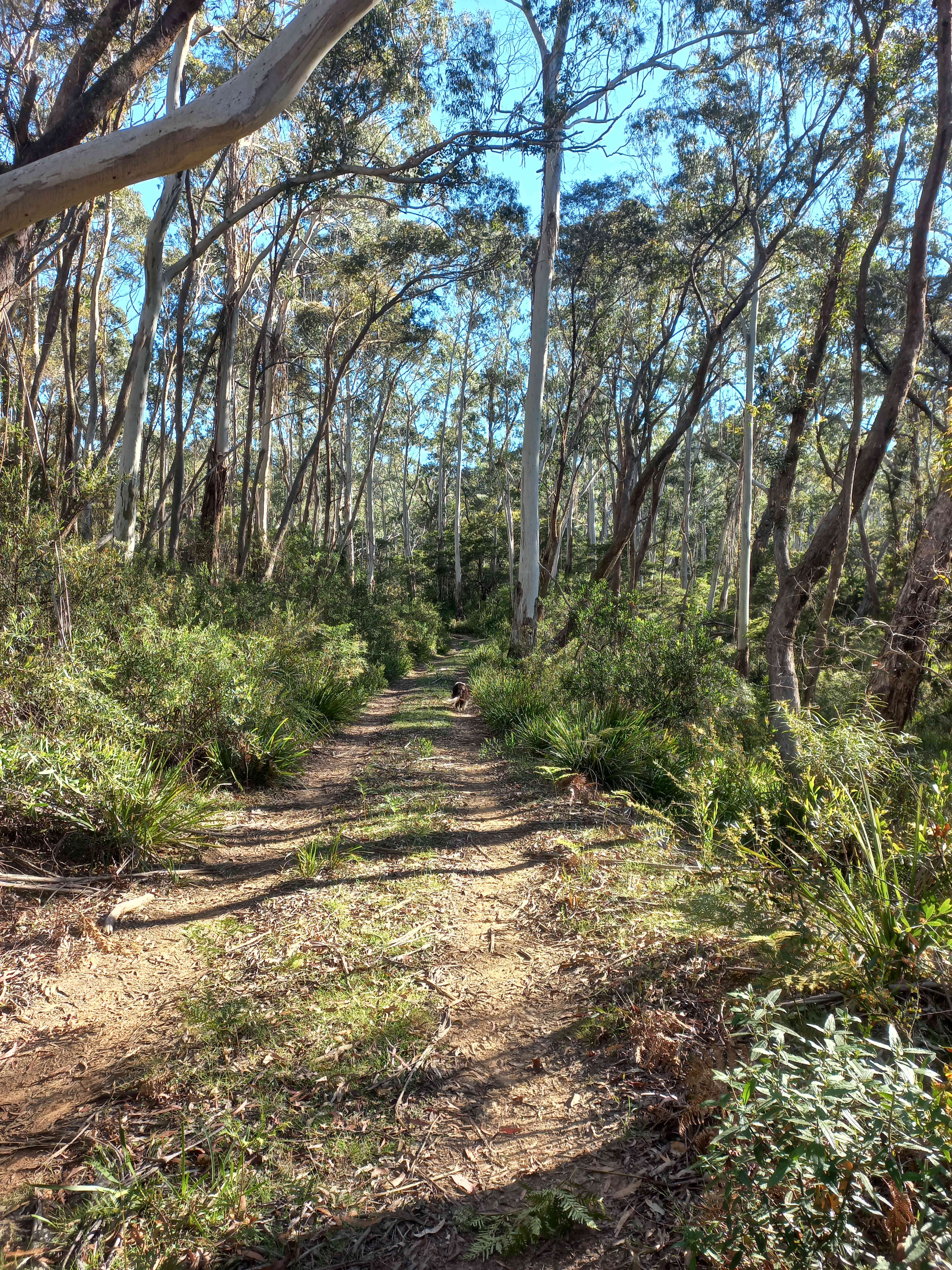 Scribbly Gum secluded bush camping