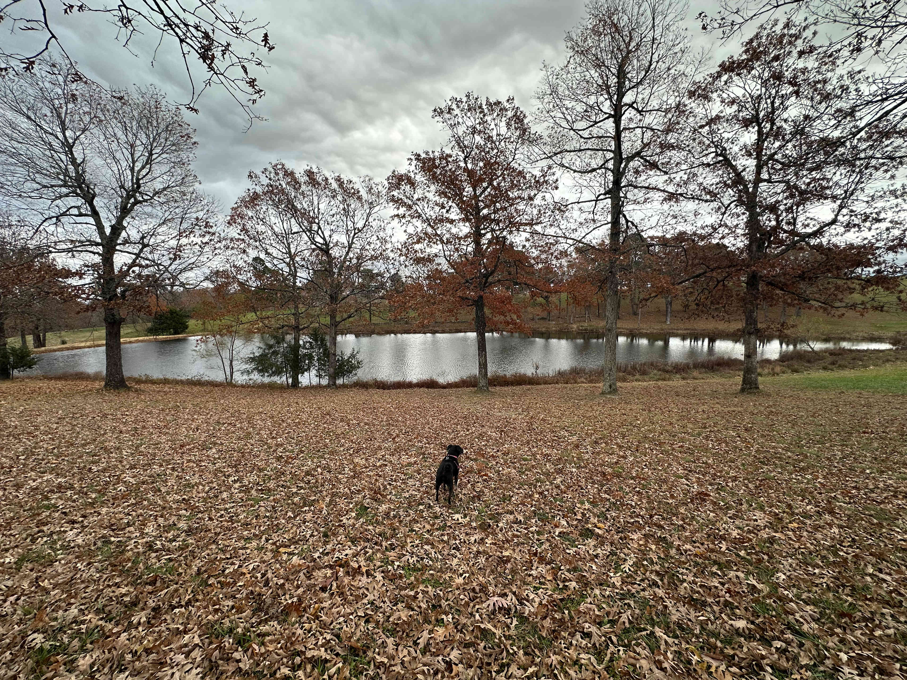 Wilderness Rider Buffalo Ranch
