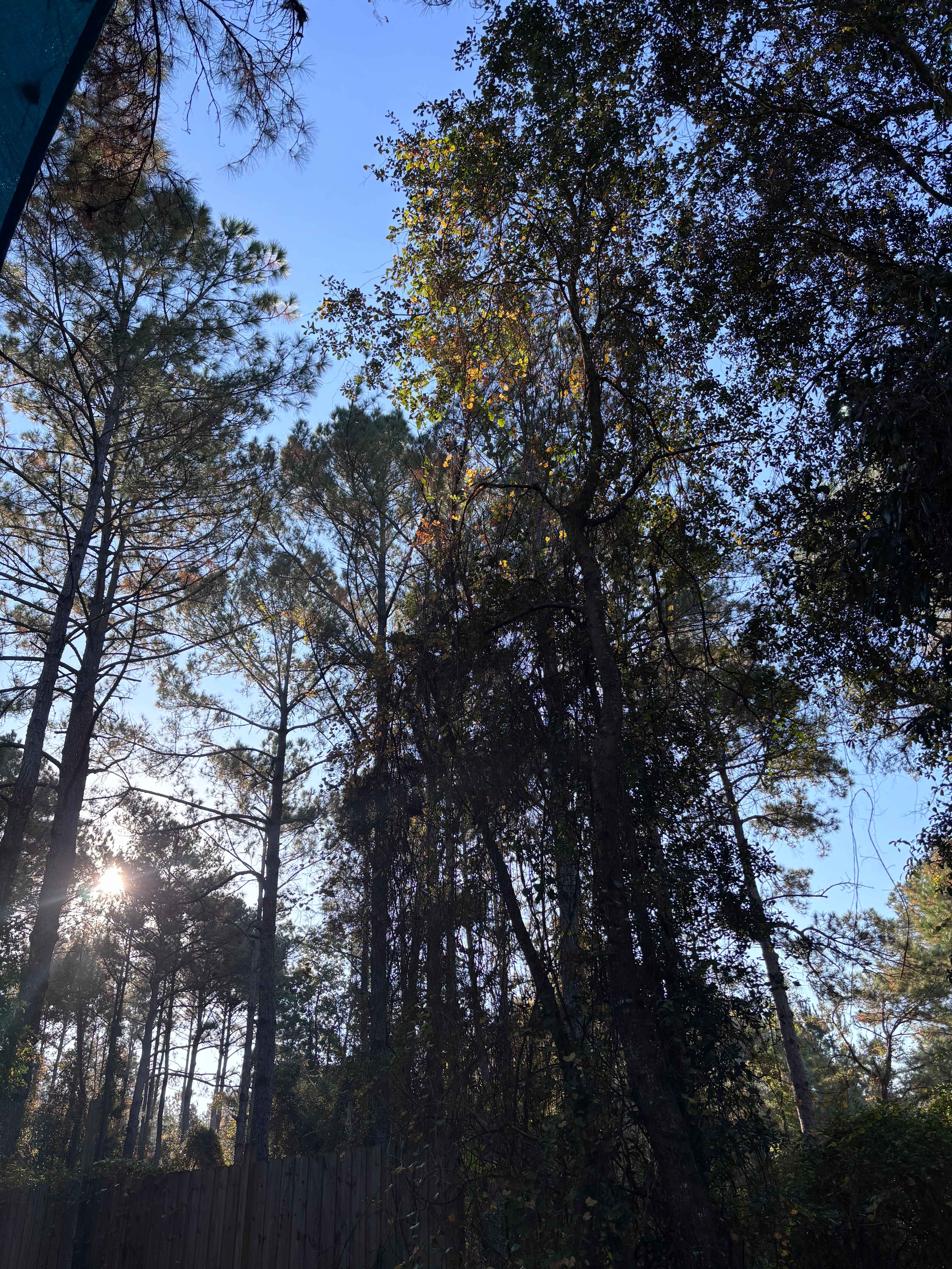 Serene Forested Blueberry Farm