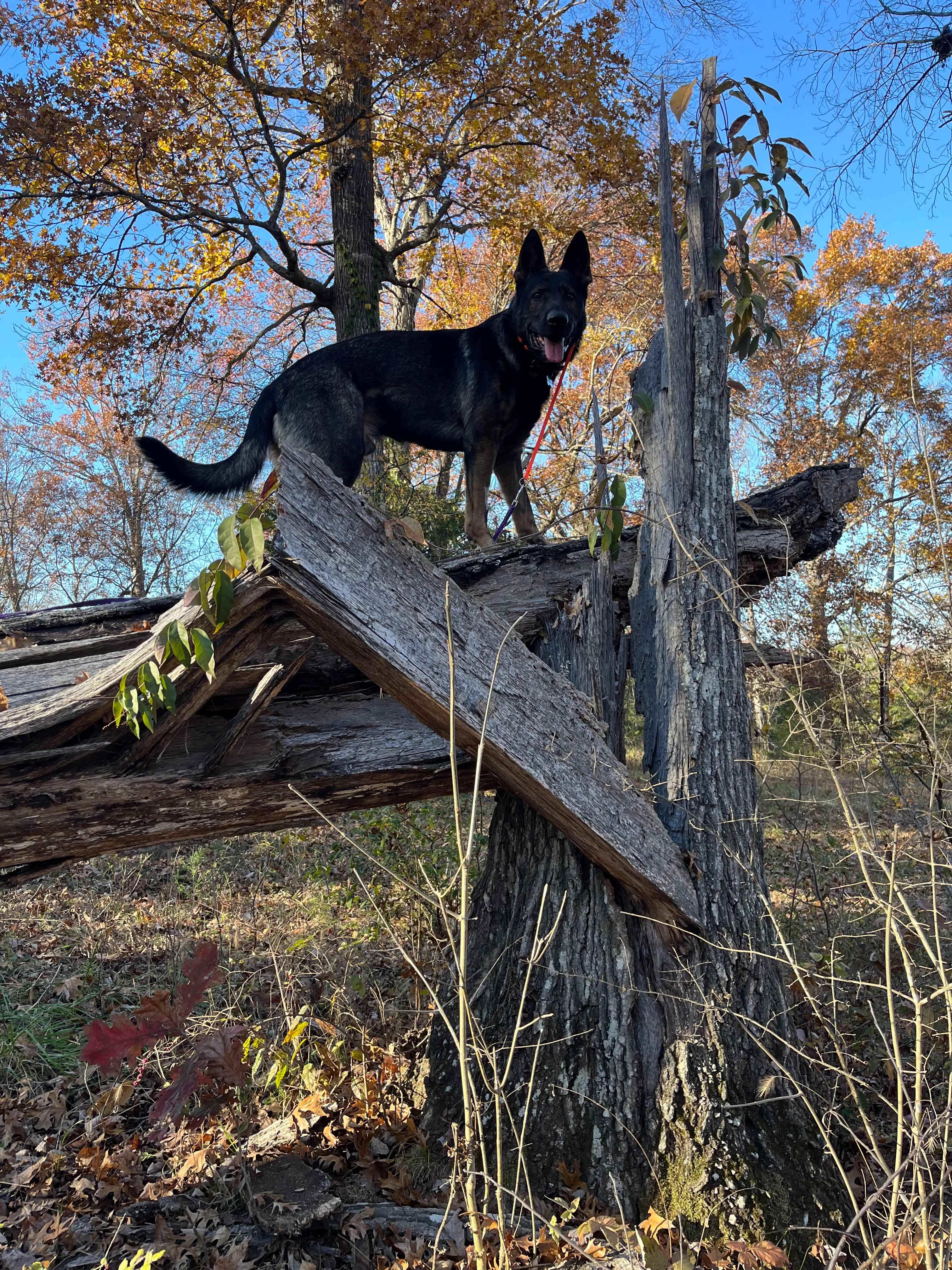 Natural Dog playground 