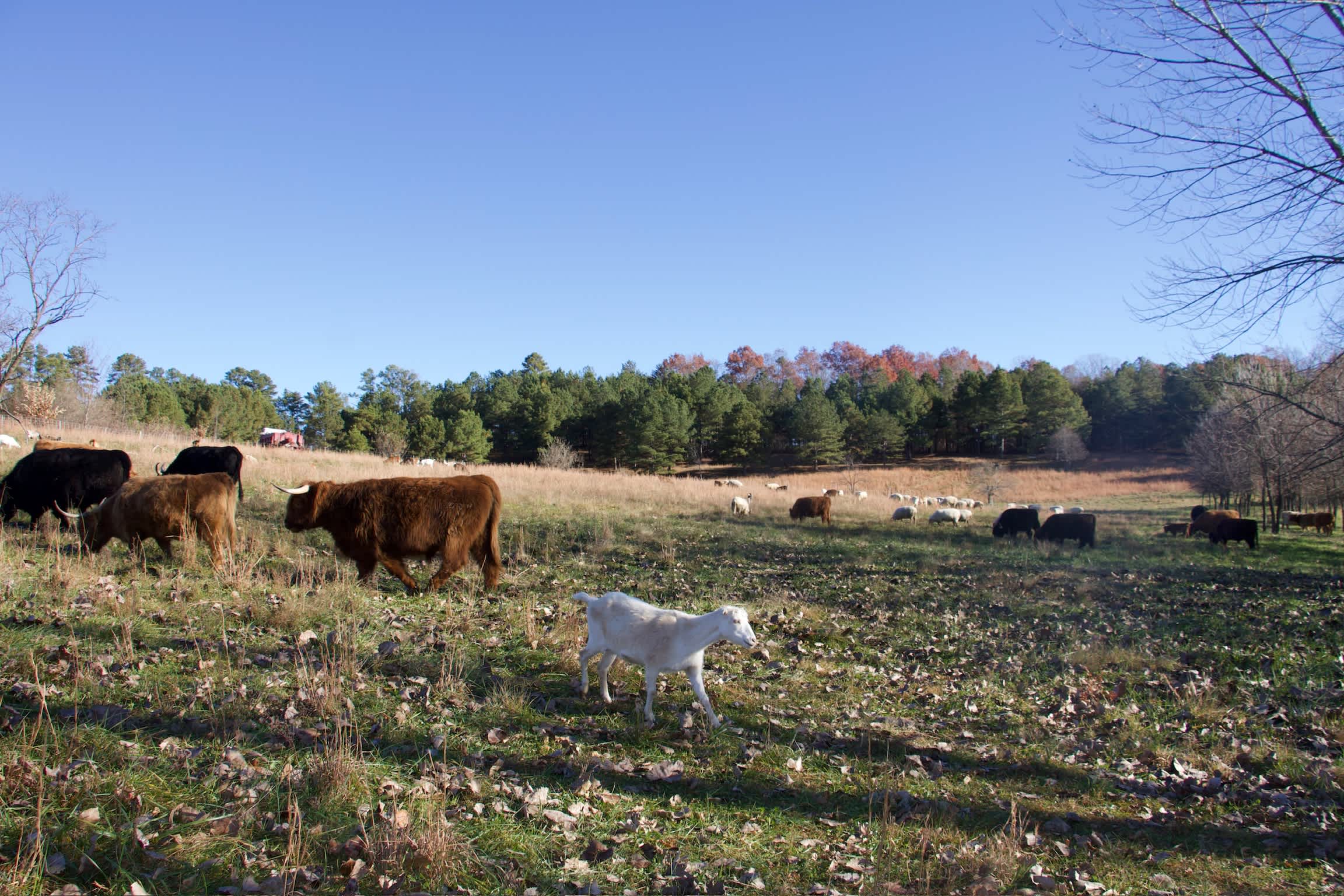 Solace Farm Homestead