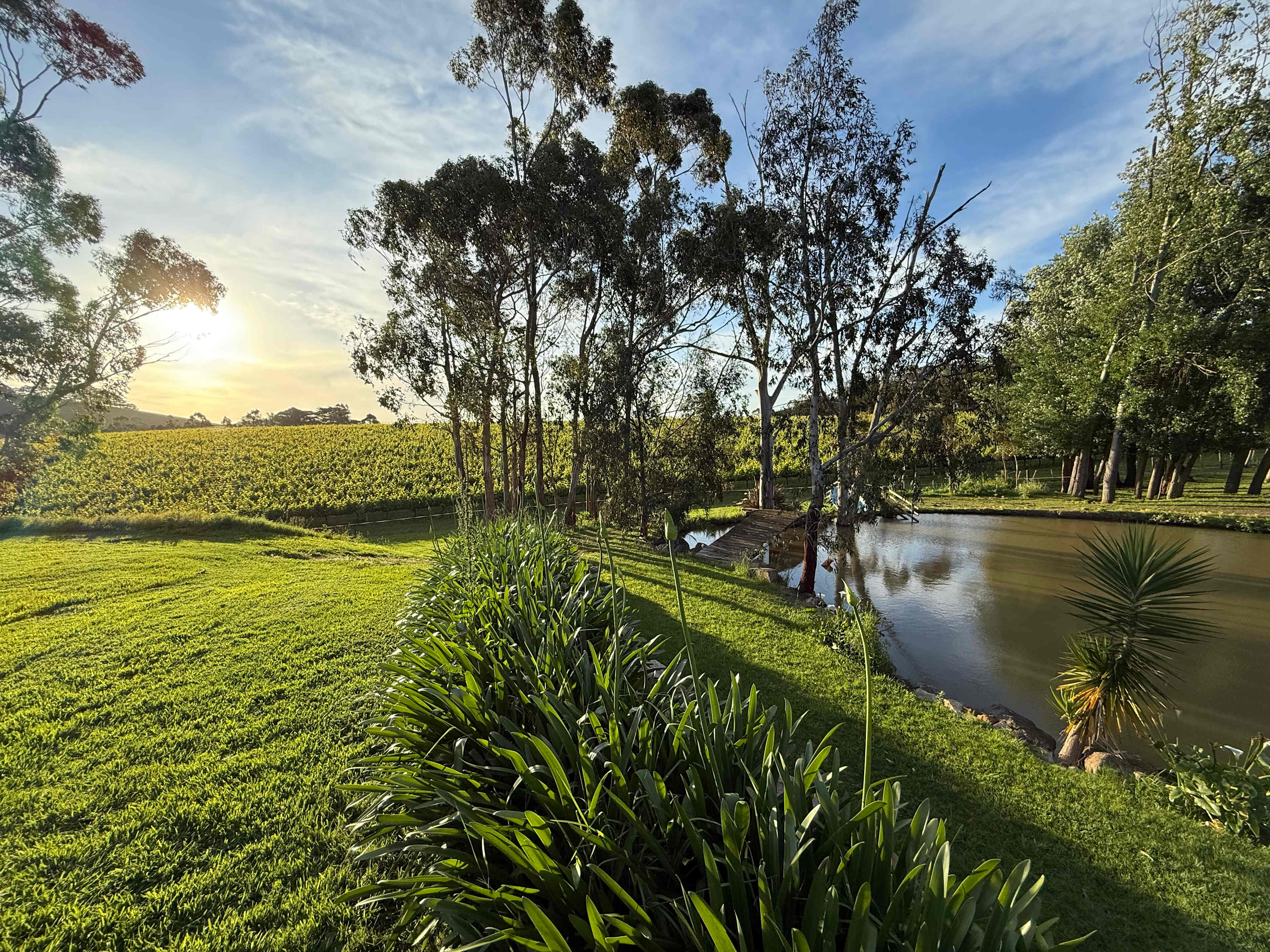 Yarra Valley Vineyard Views