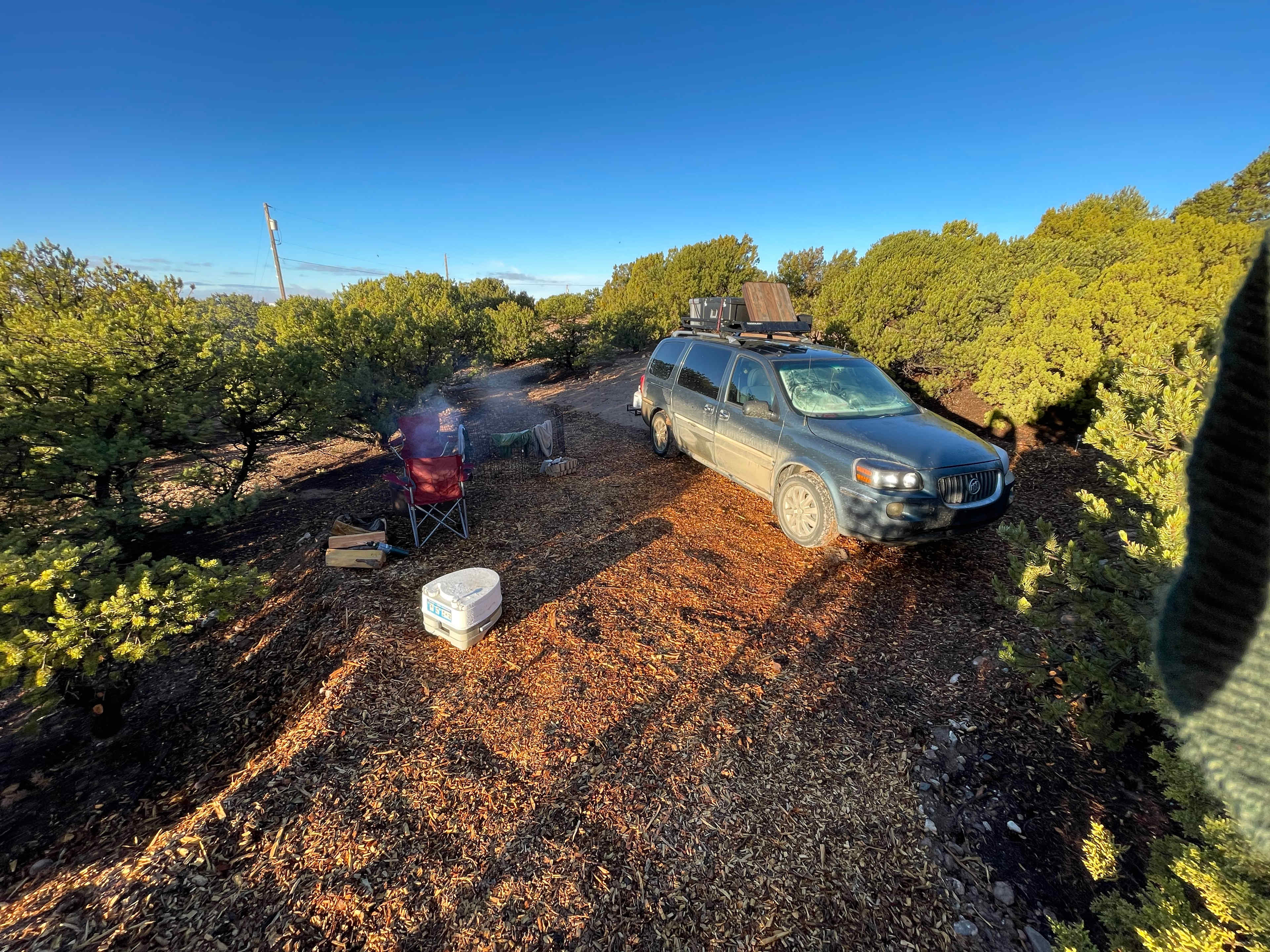 Piñon Pine And Prickly Pear