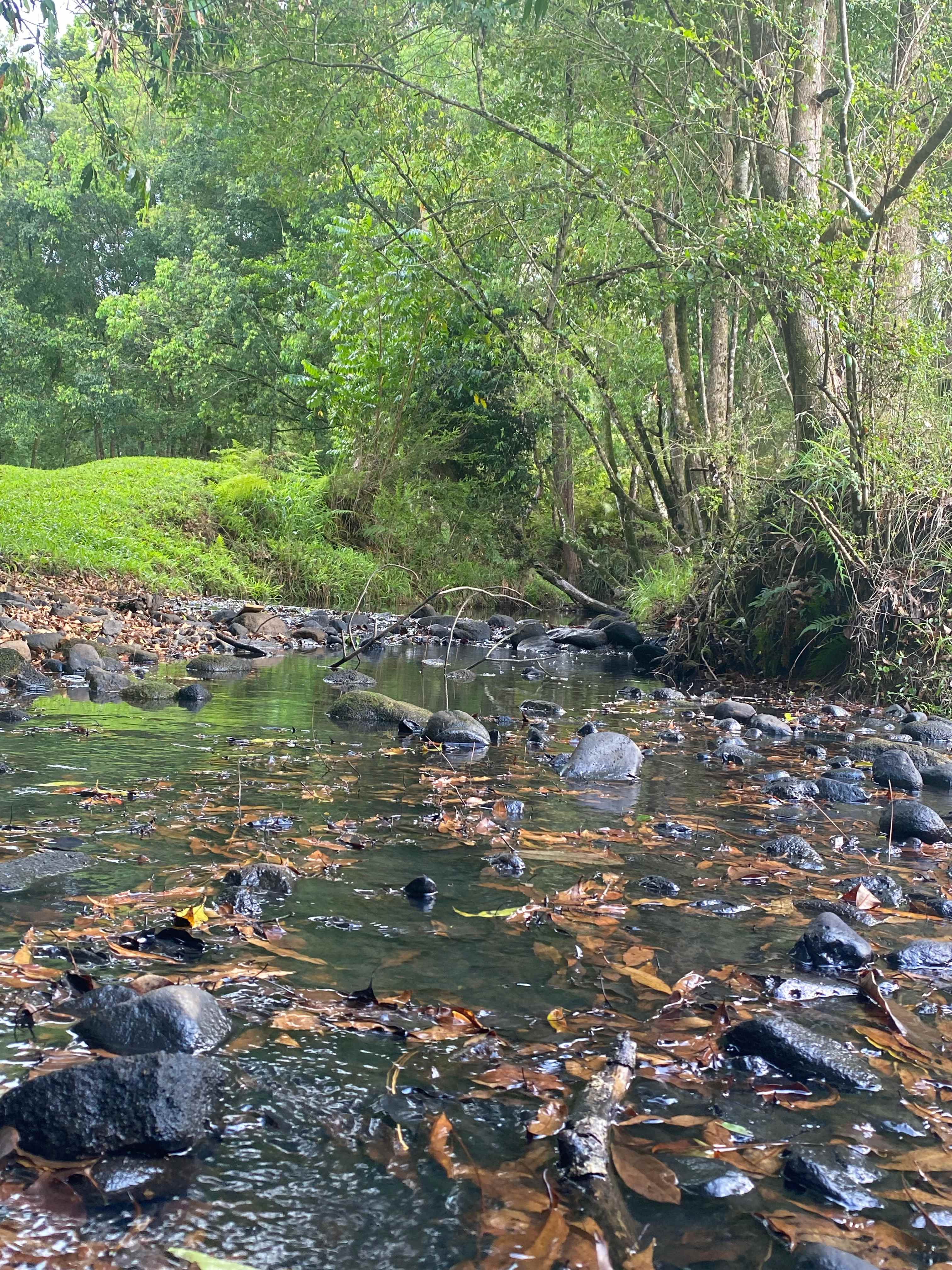 Lovely creek beside the campsite 