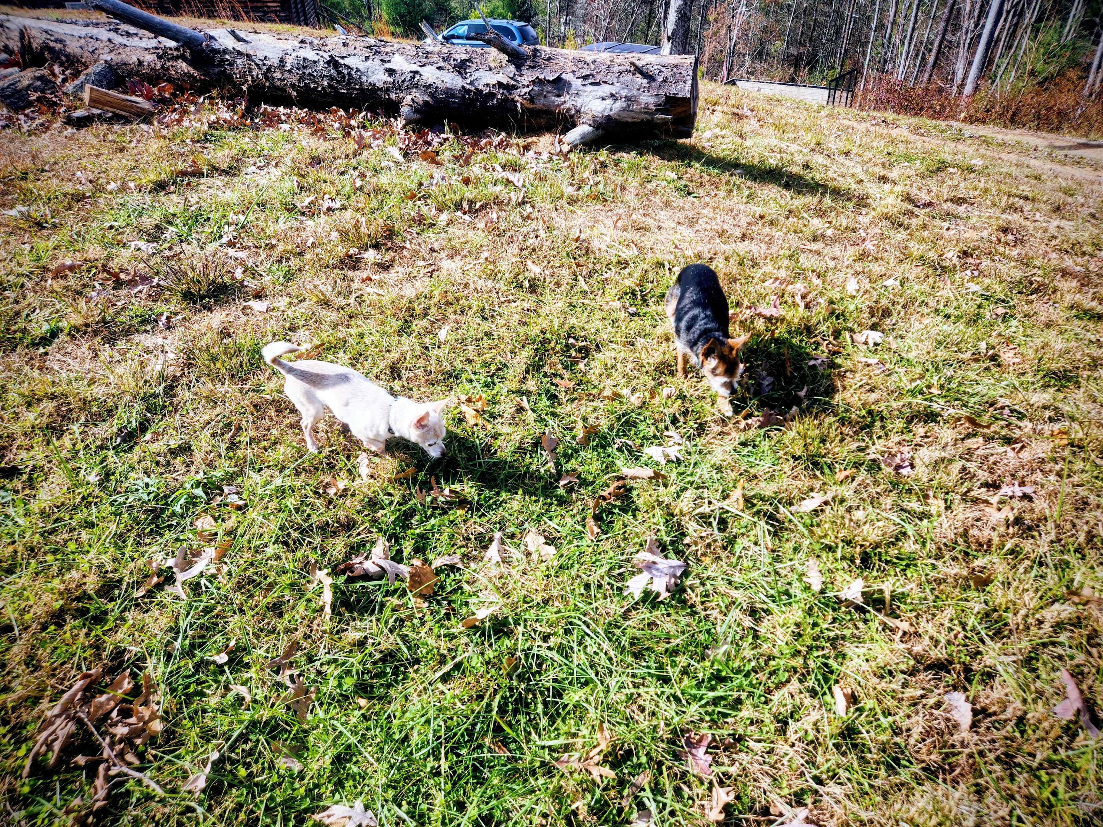 Our puppies loved the new smells 