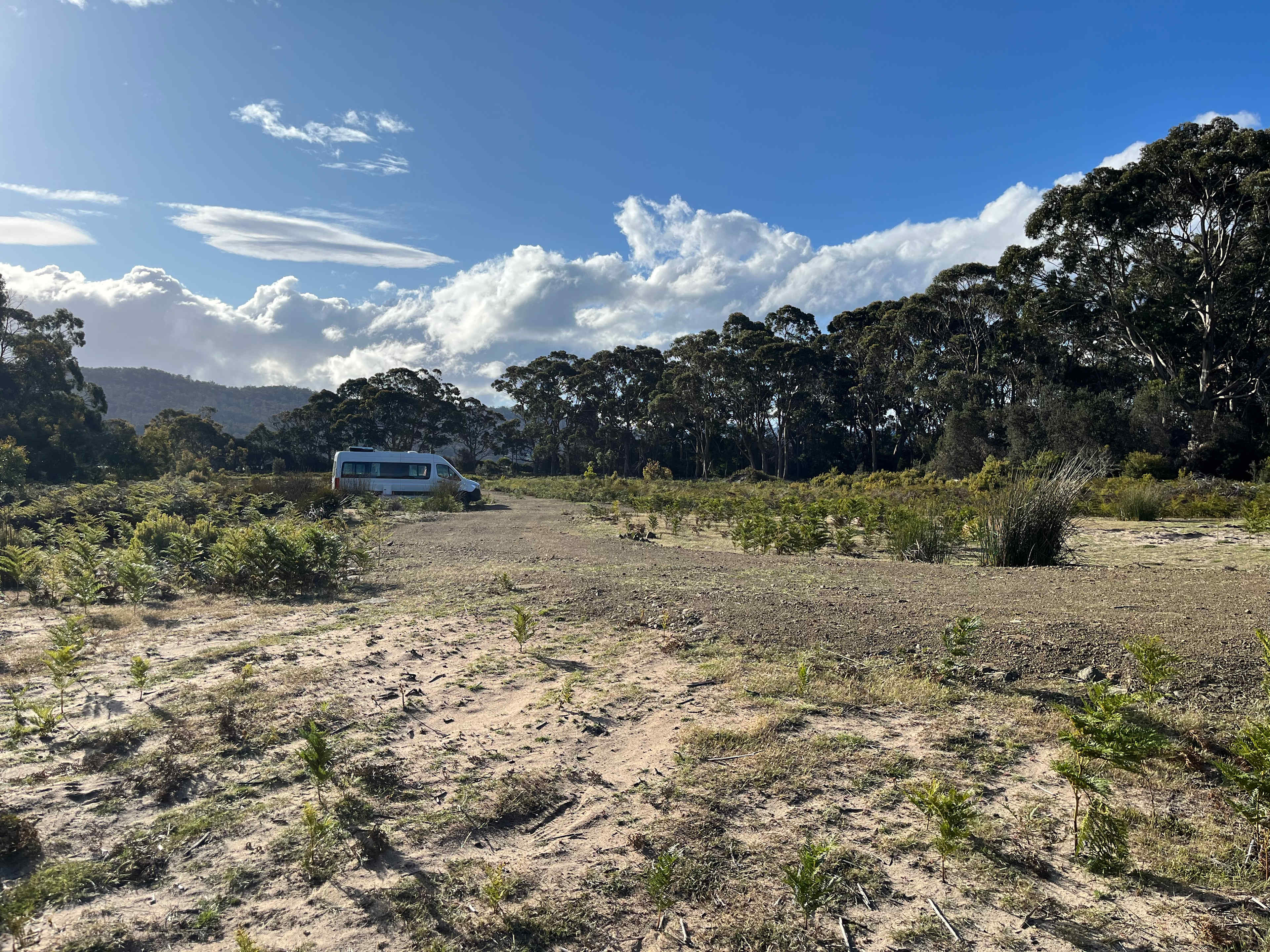 Bruny Island Long Neck