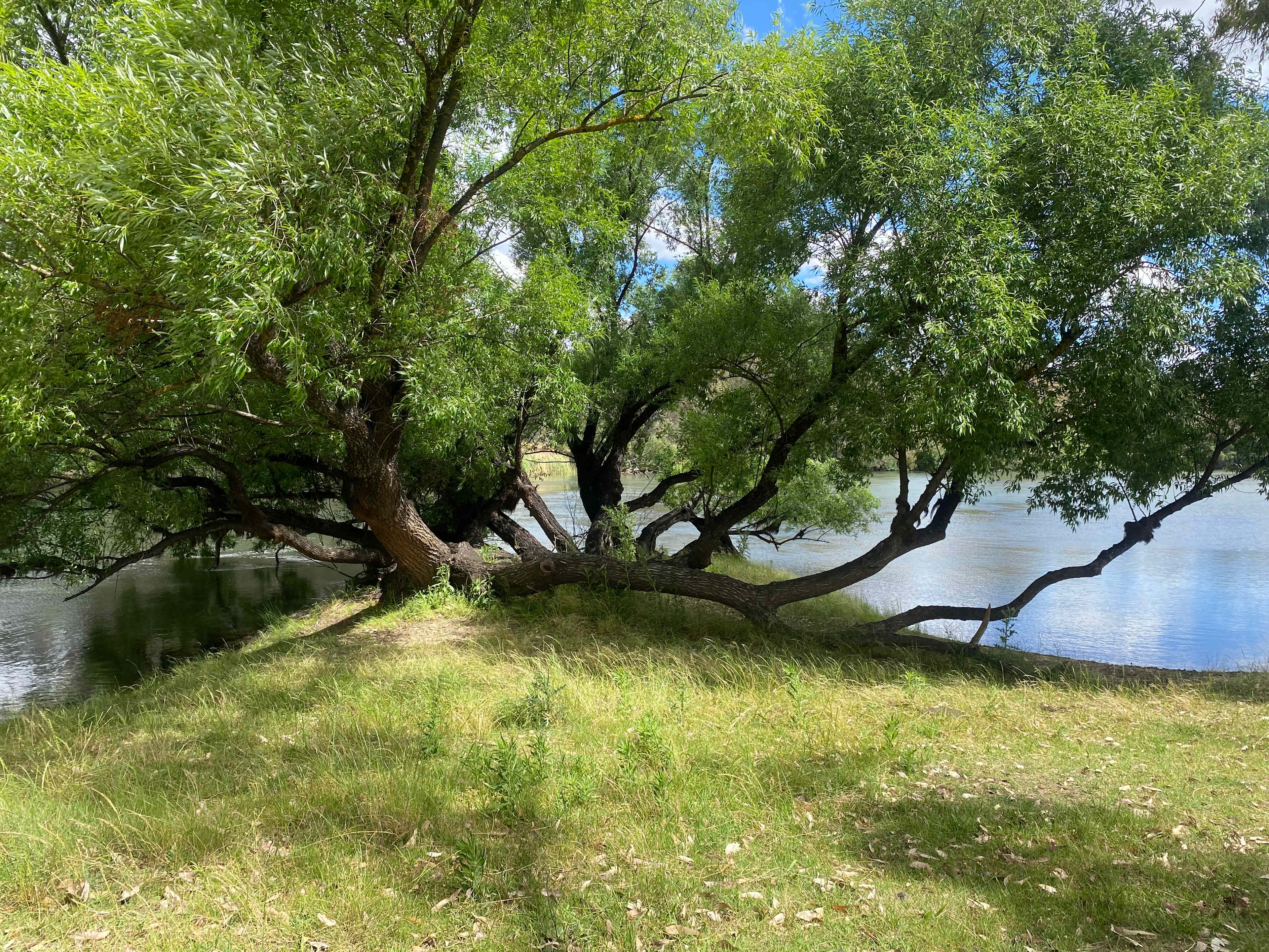 Willowbank on the Murray