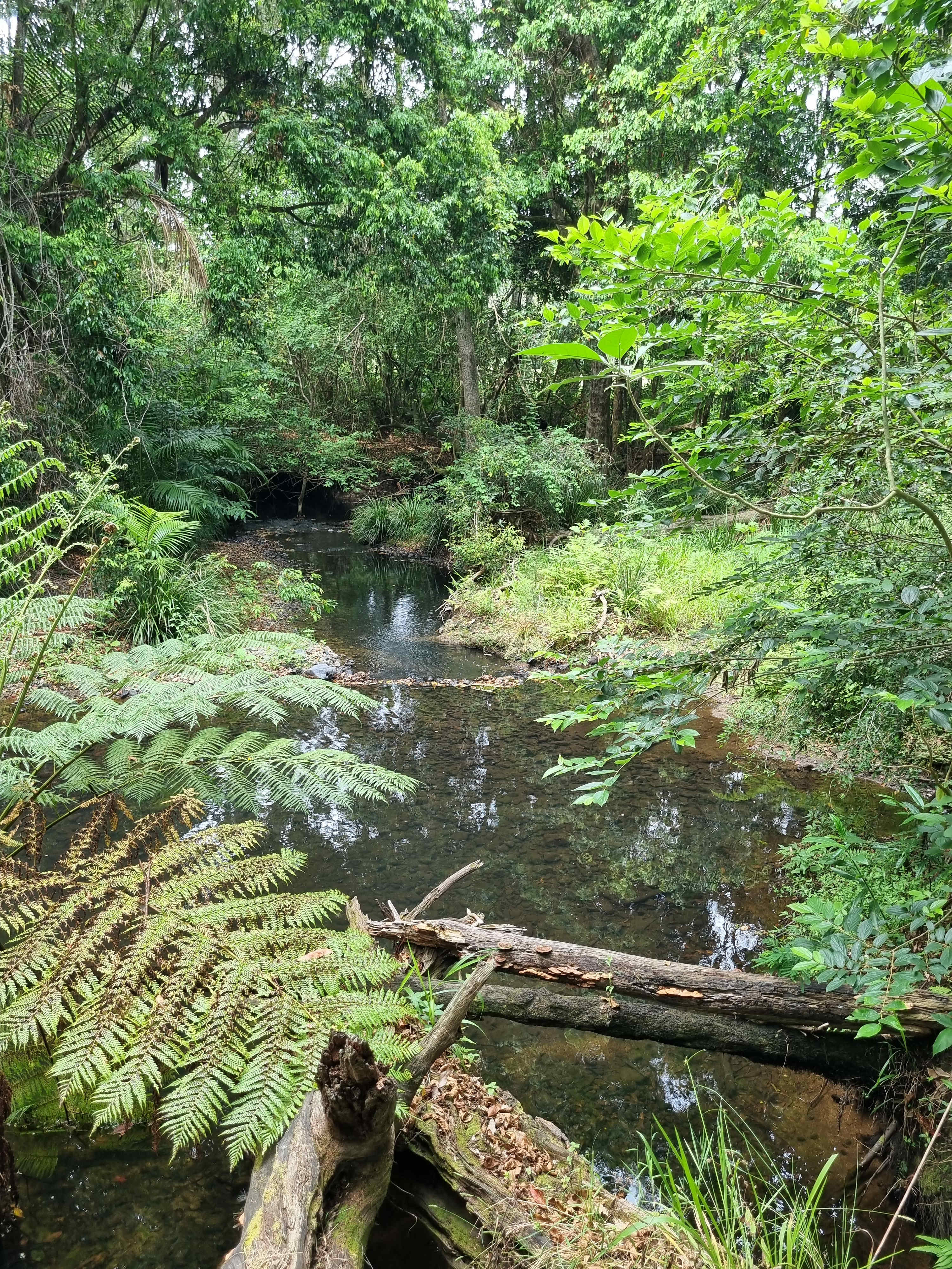 Pretty as ..... Mary river