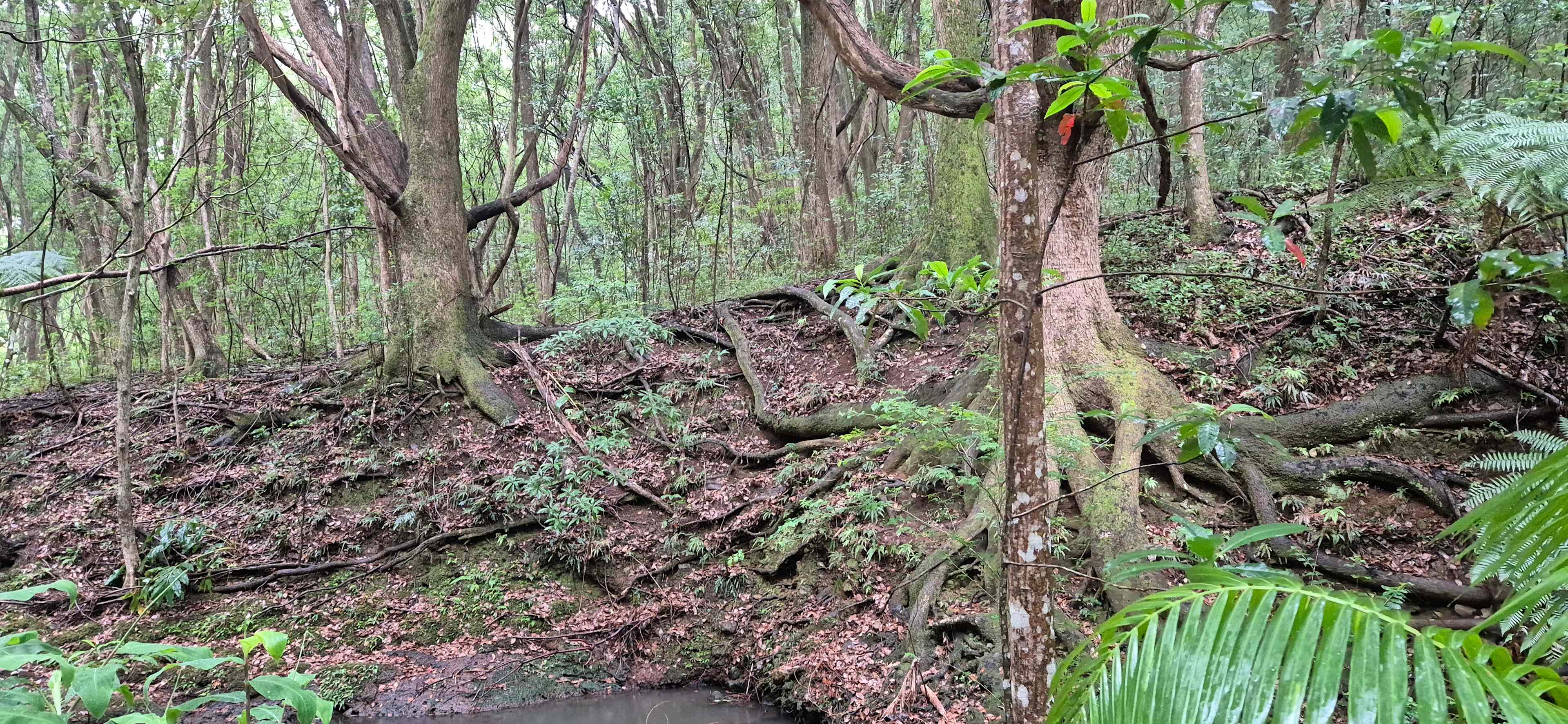 Fern gully Creek, Coorabell