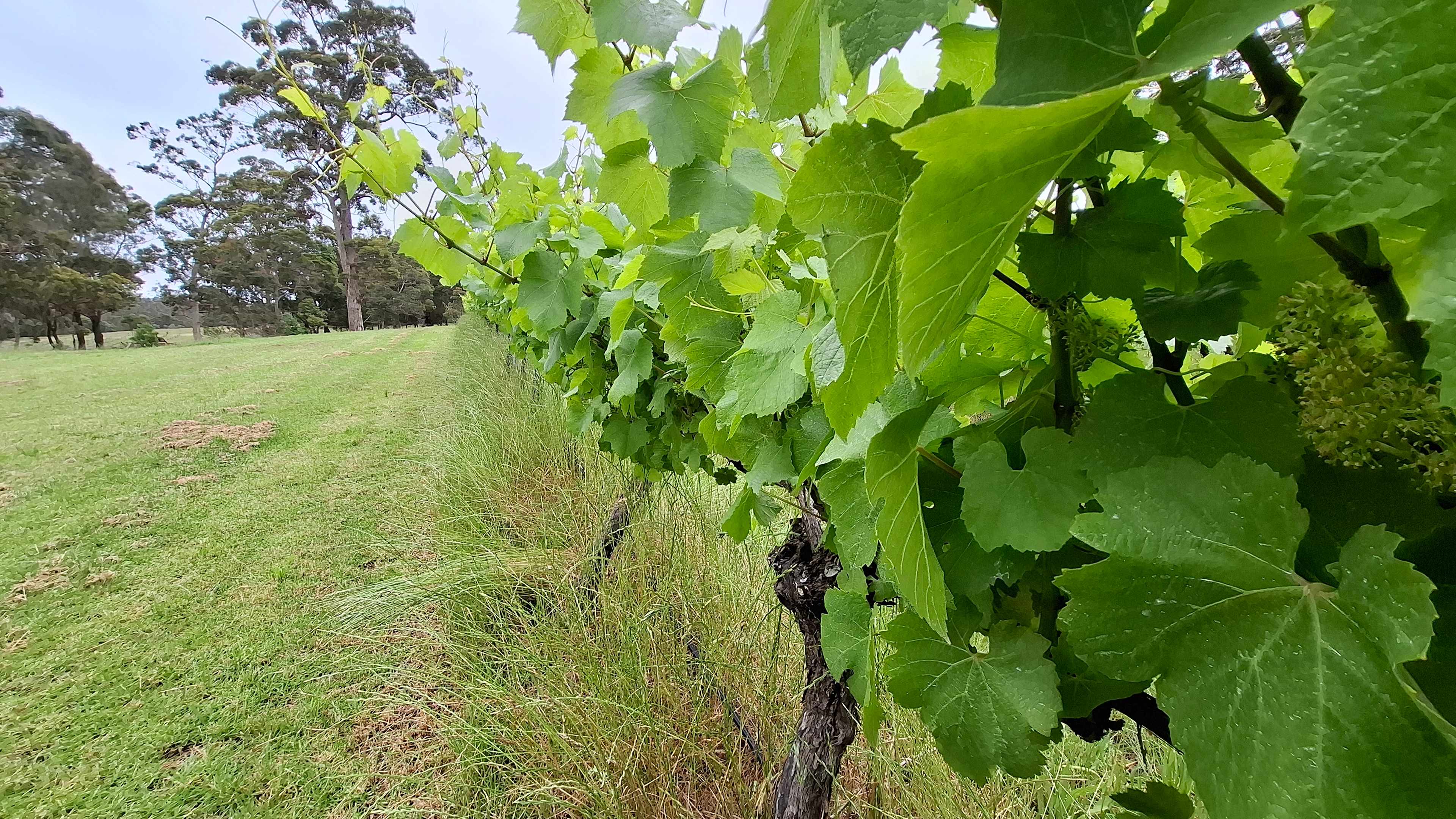 Stunning Rockcliffe Vineyard