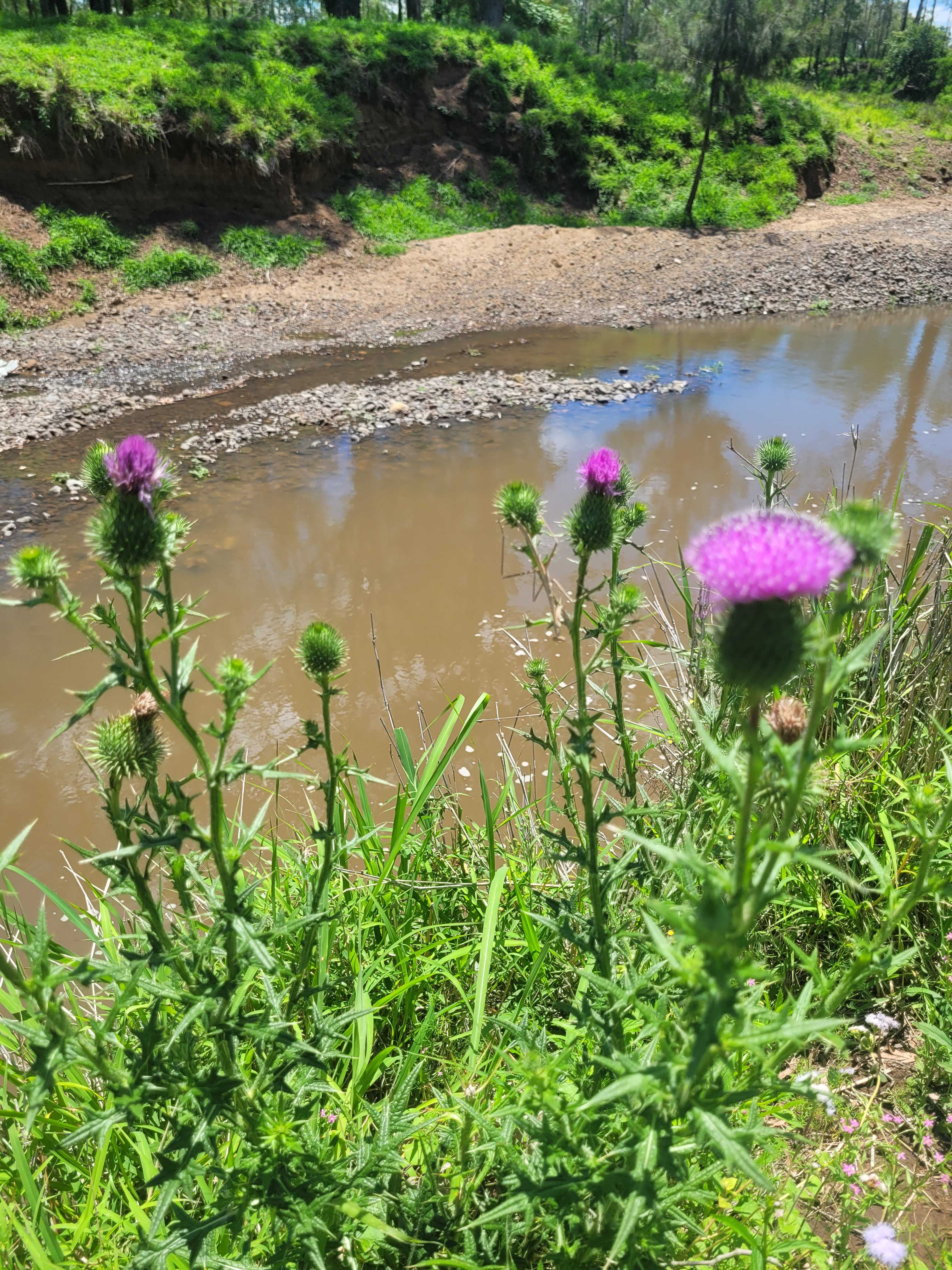 Rocky Creek Homestead