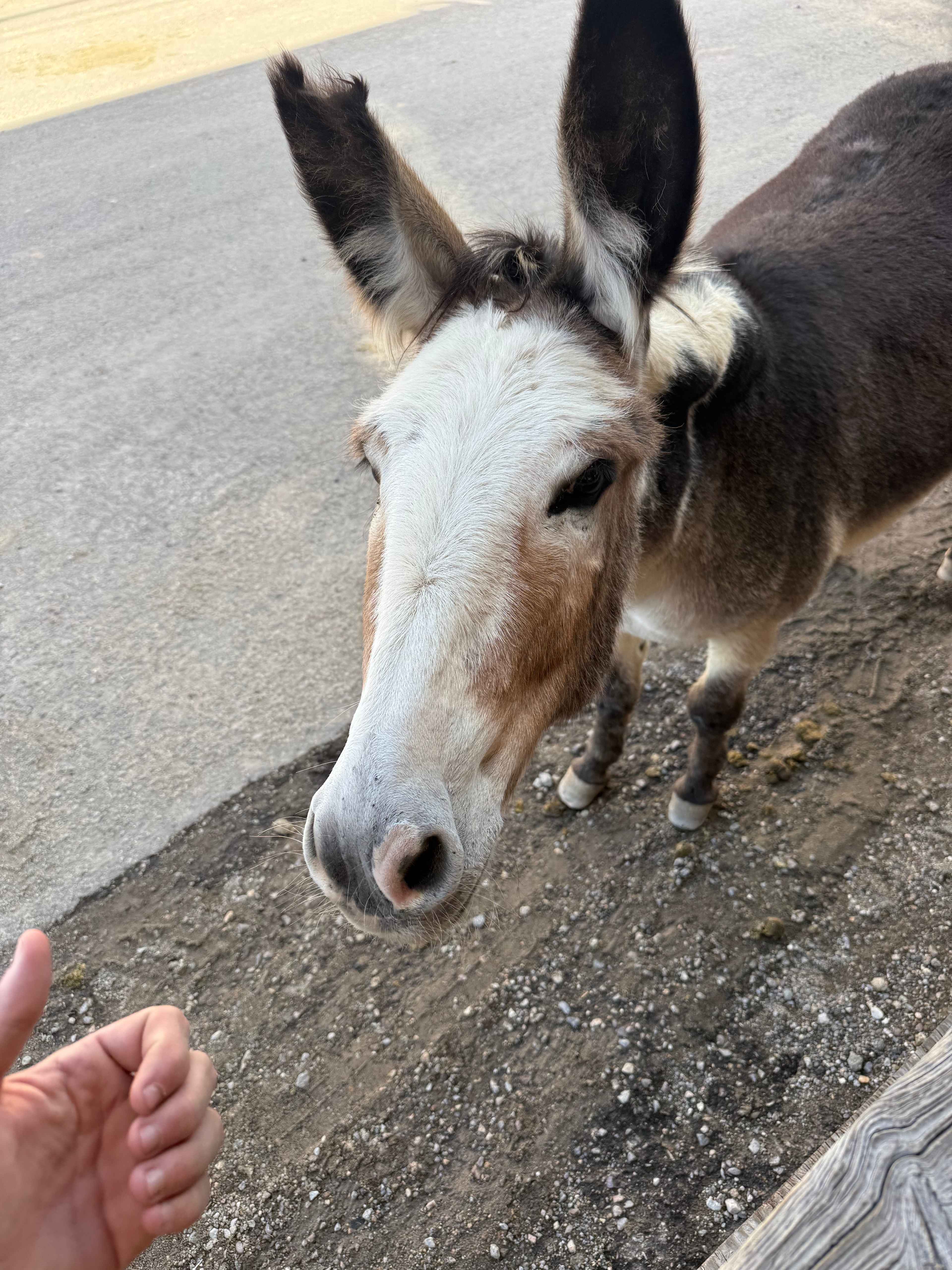 Highly recommend Oatman for your visit!