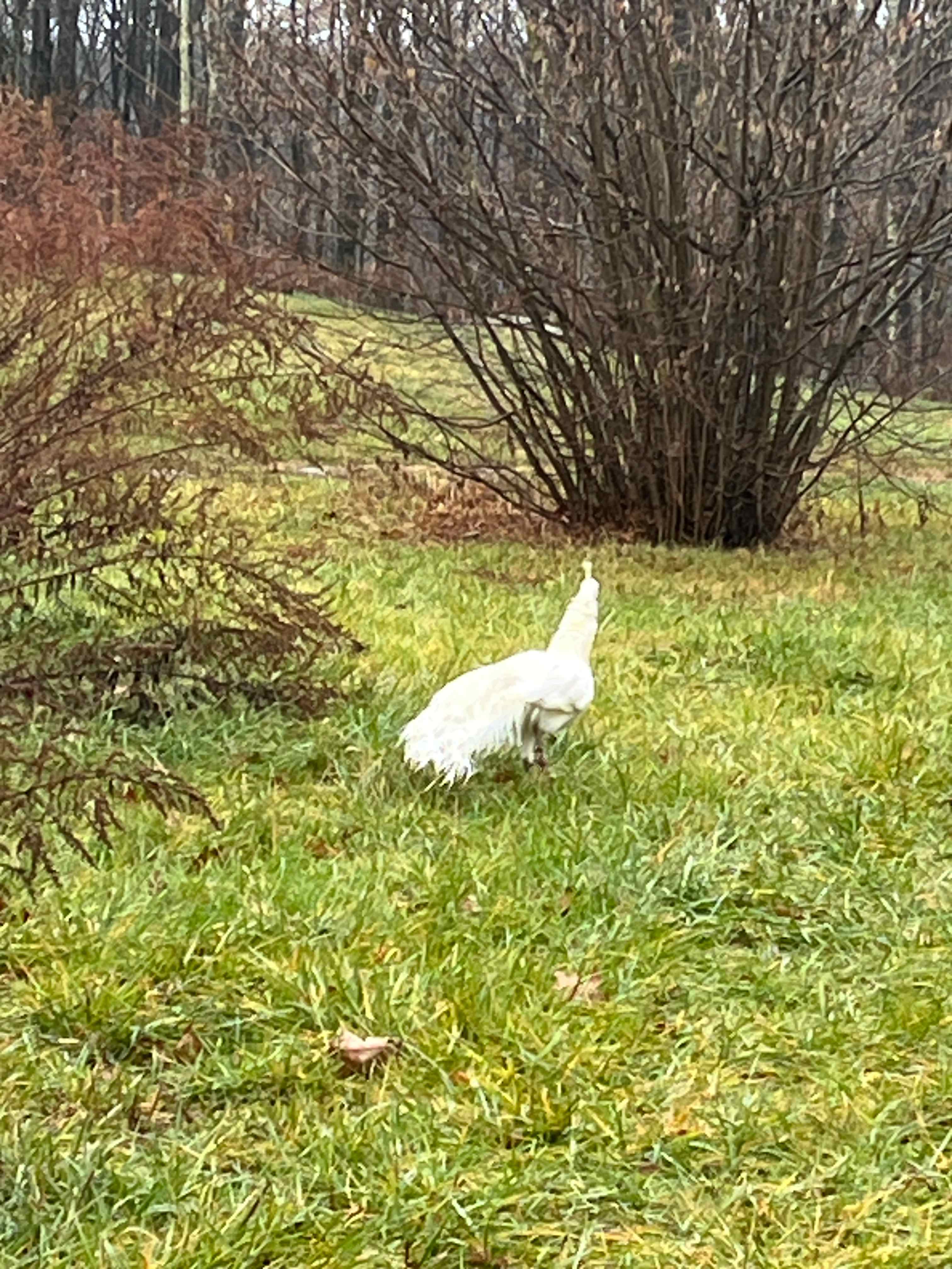 Majestic Farm & Organic Orchard