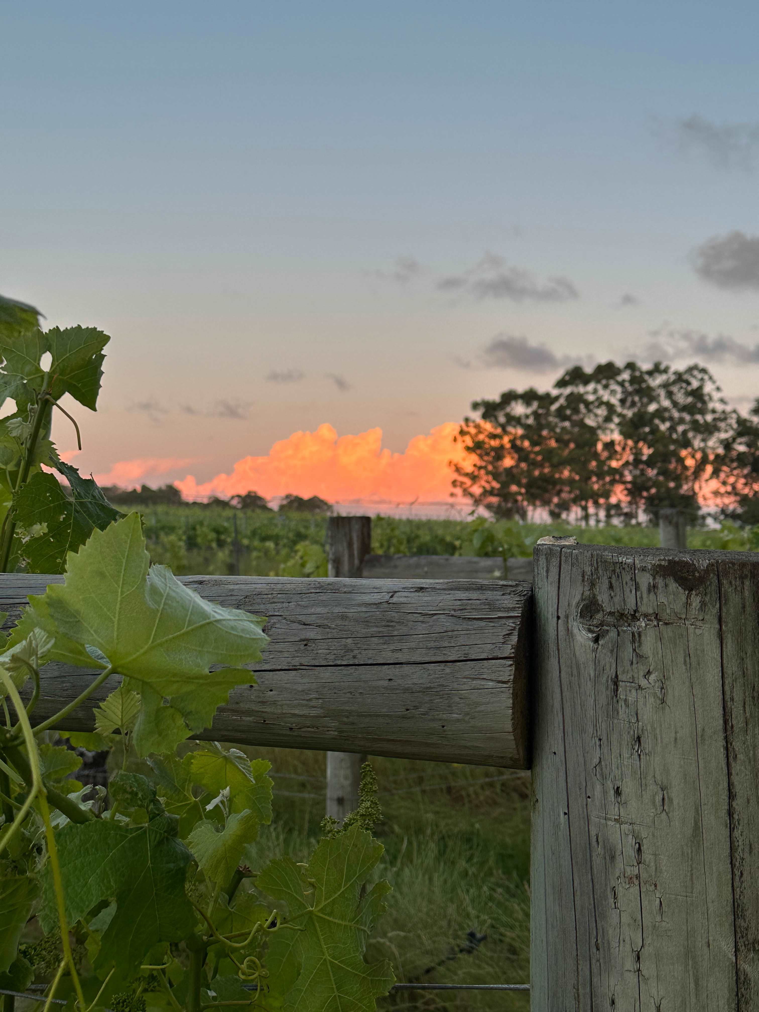 Jarvis Estate Winery & Camping