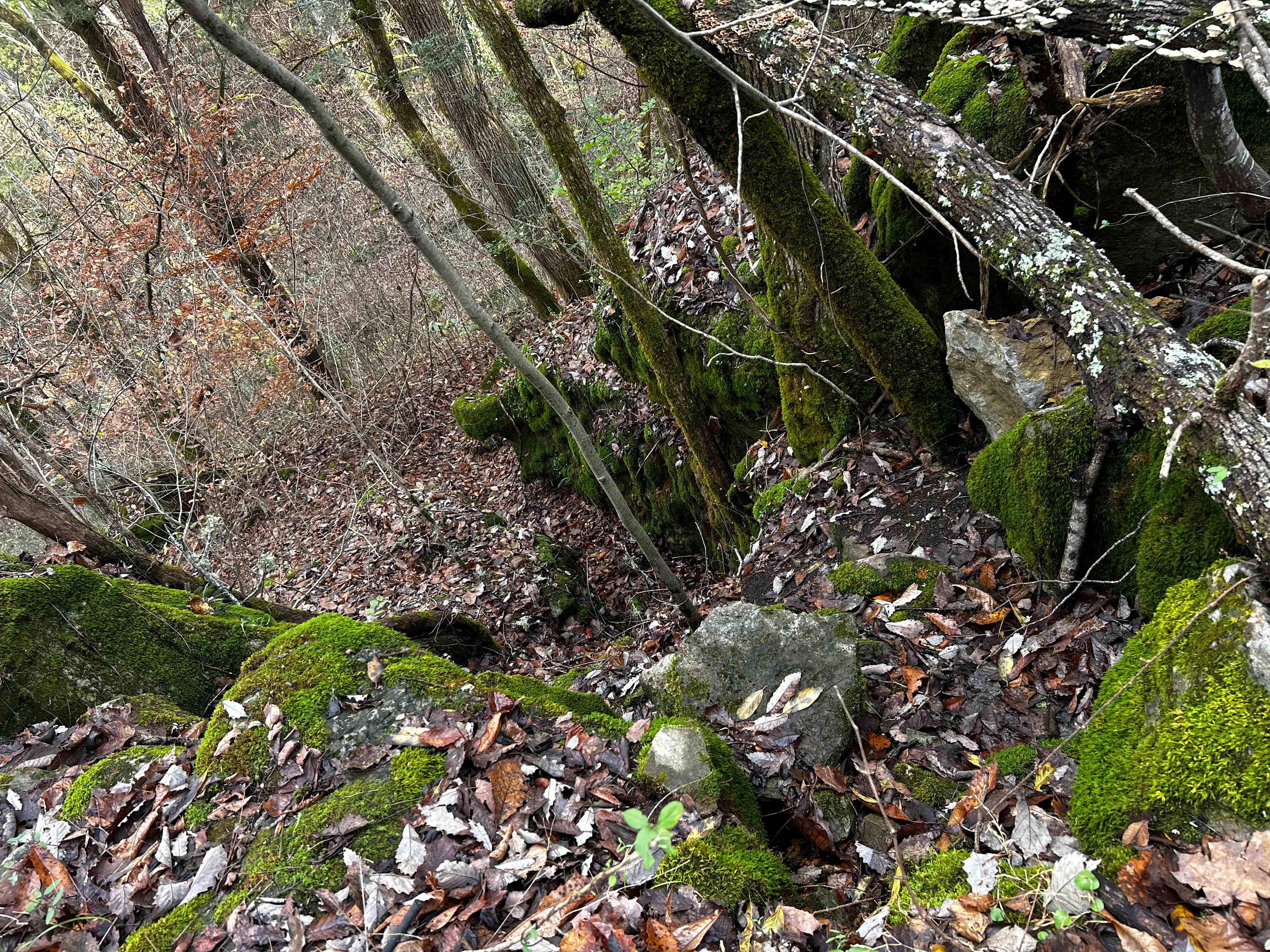 Peaceful Haven Cabin