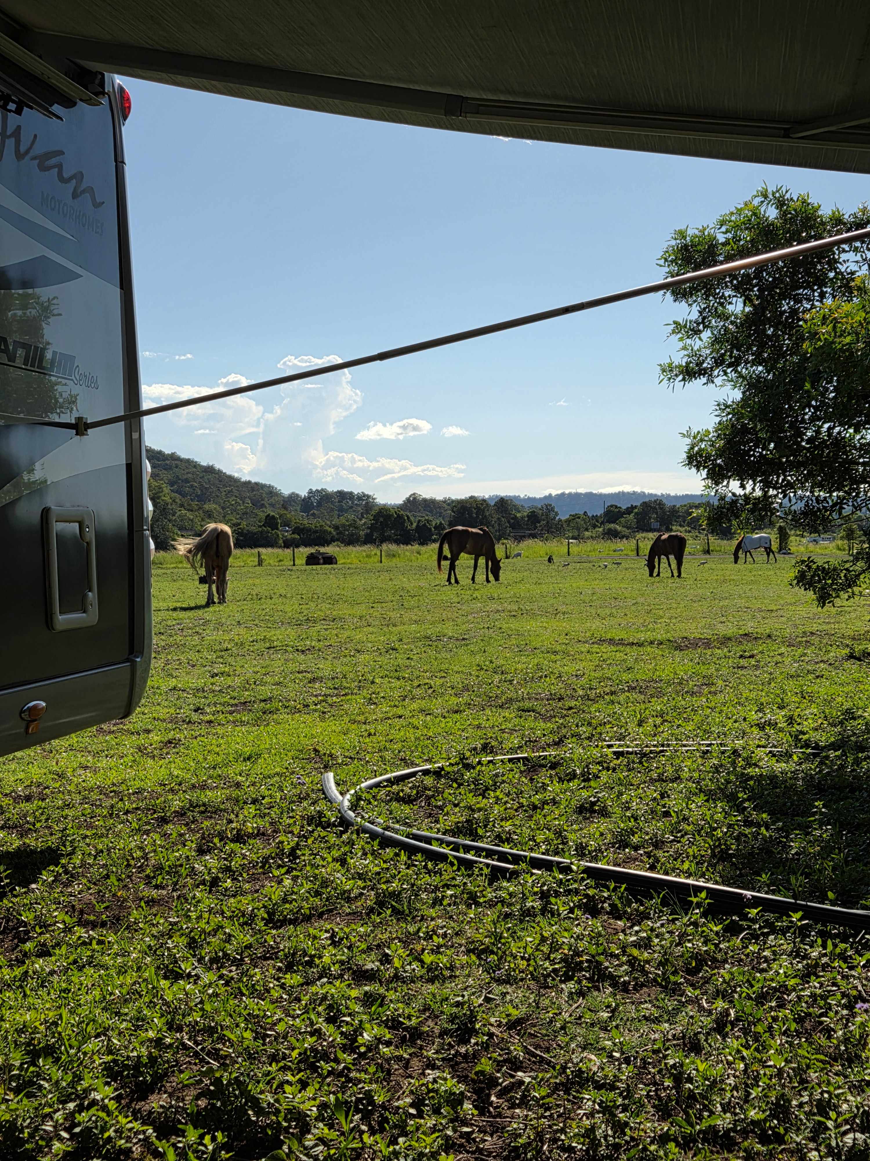 The horses were quiet & friendly when they ventured close but wasn't often