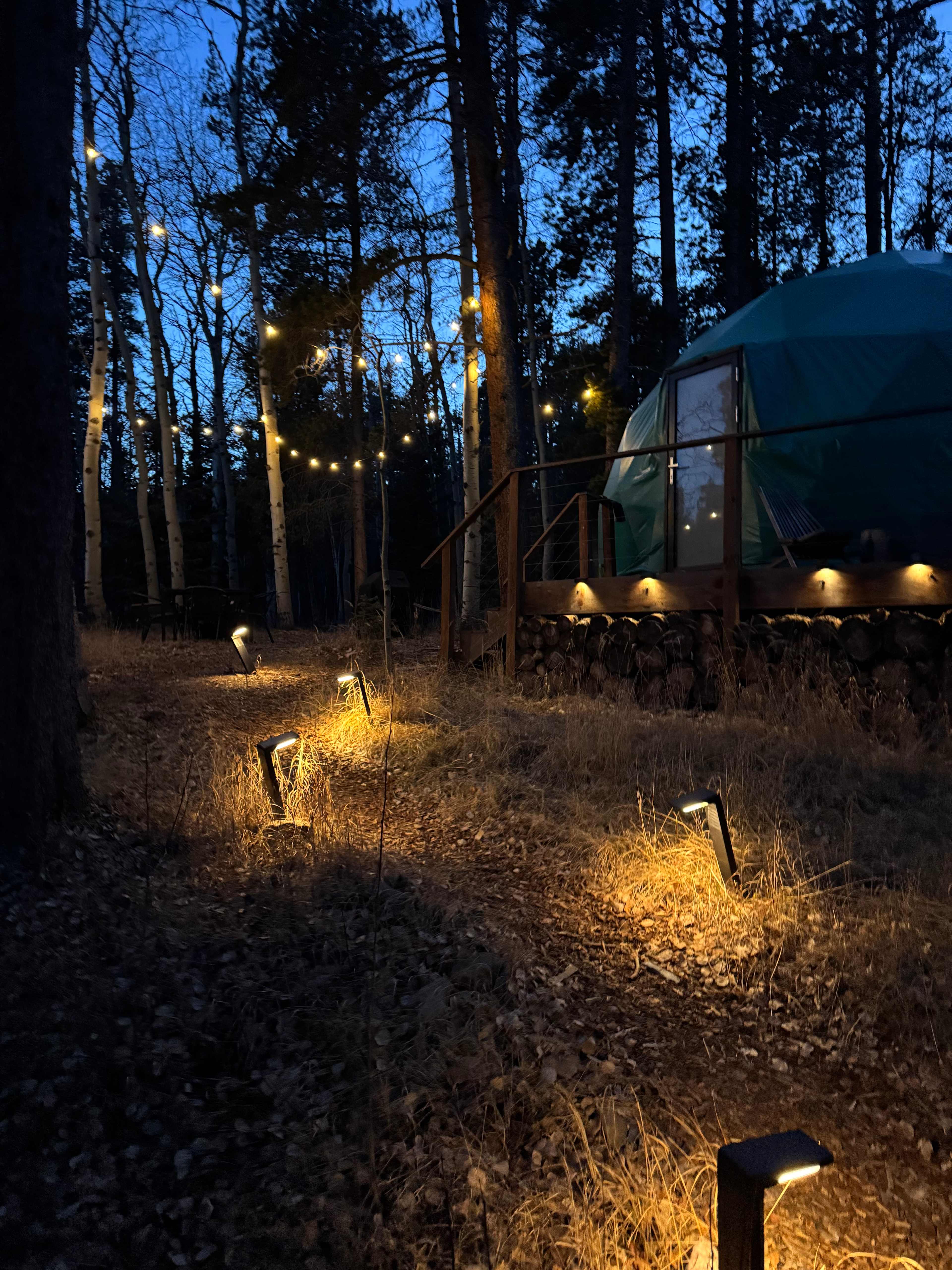 Aspen Forest in Evergreen Colorado
