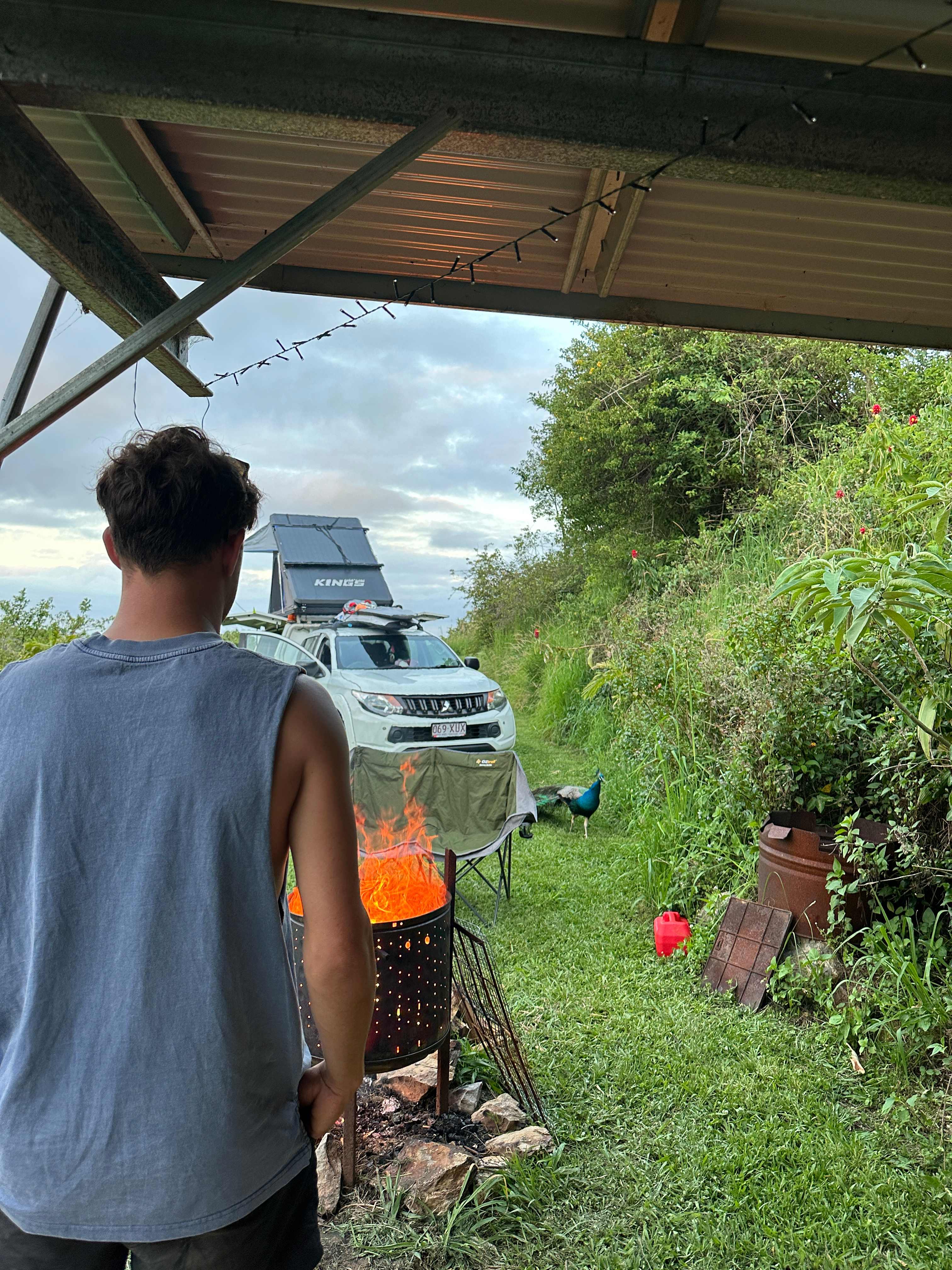 Freddy the peacock 🦚 