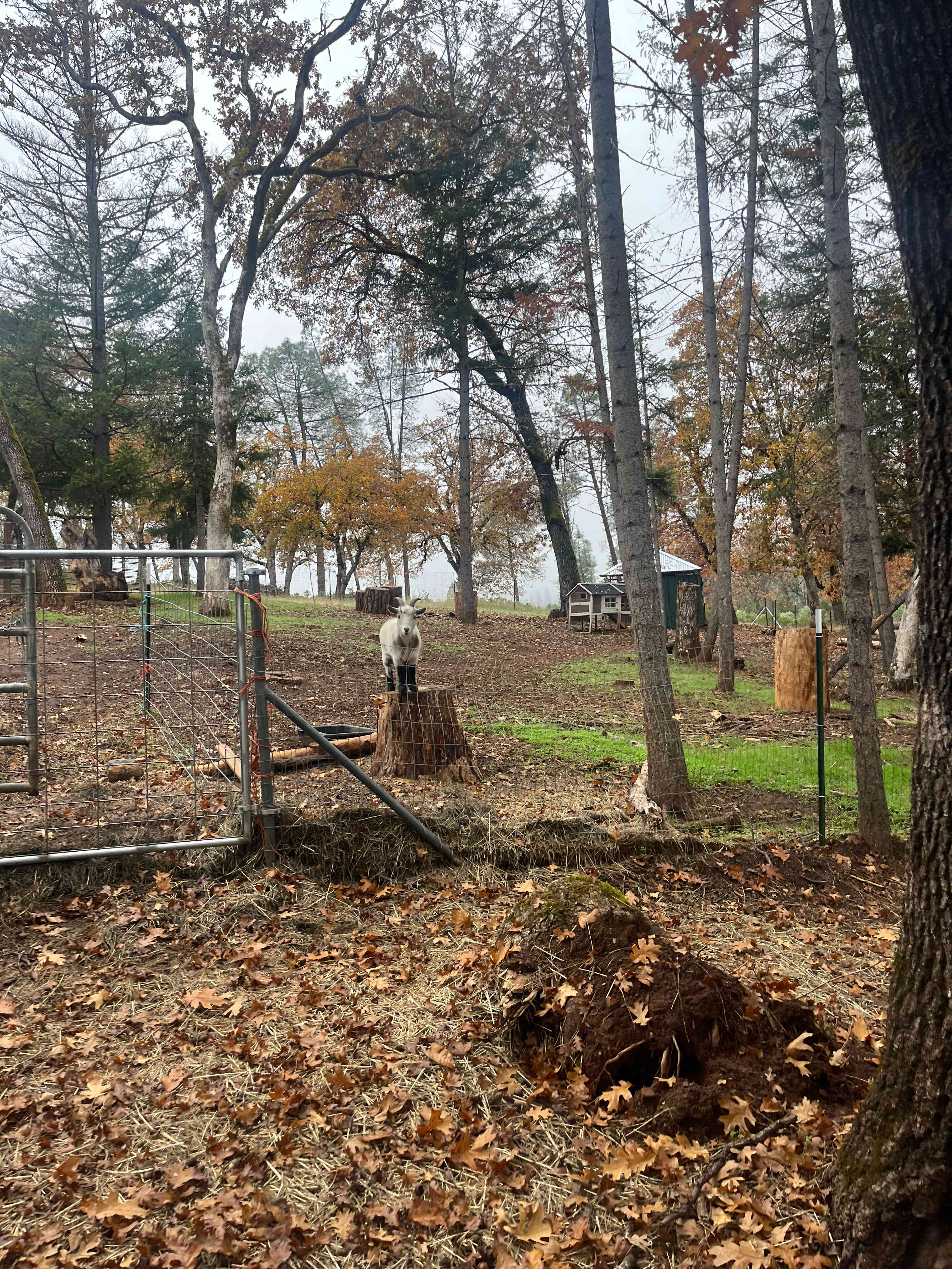 One Thing Ranch - Alpacas & Llamas