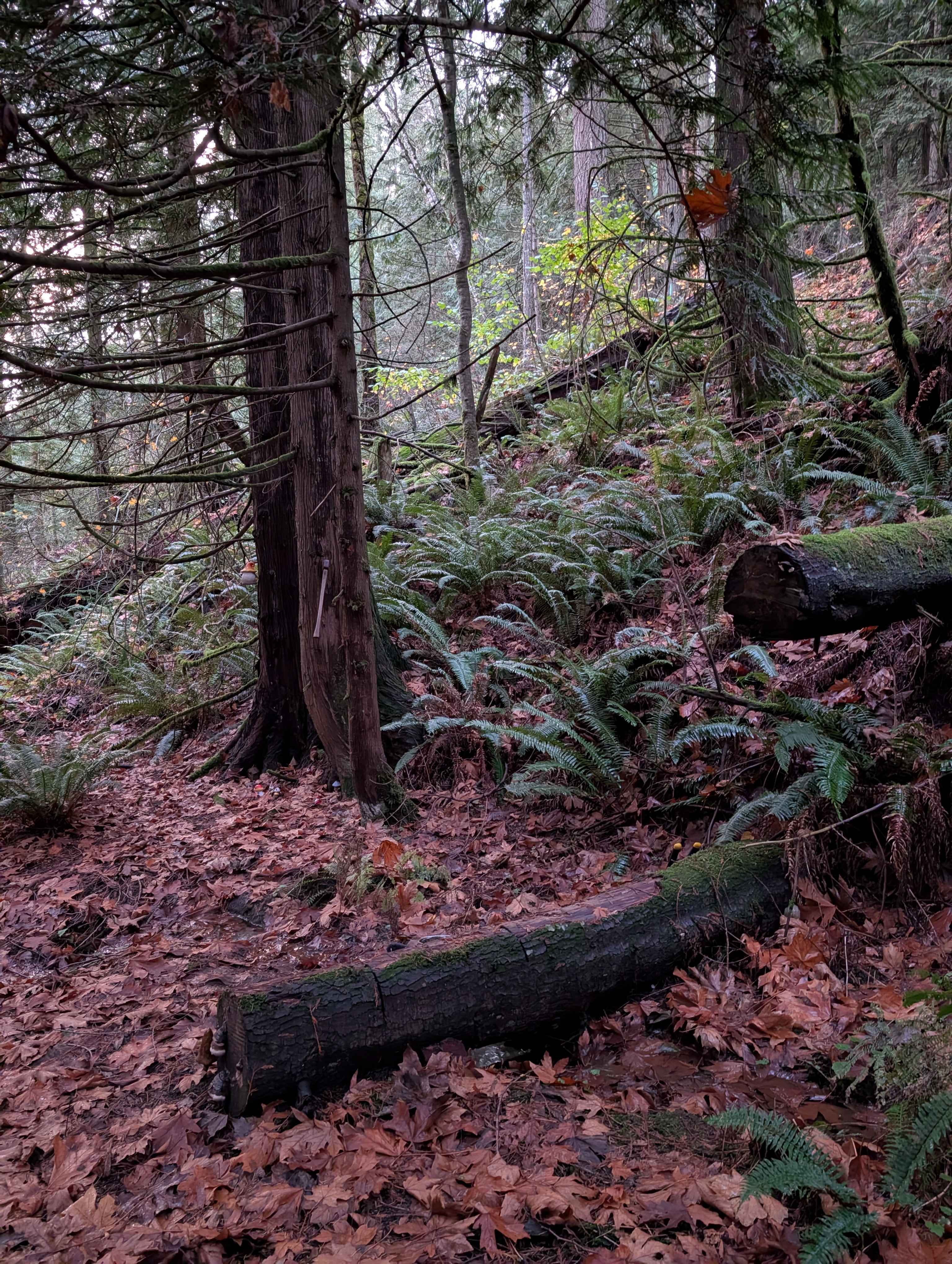 Walk in the woods straight out the door!