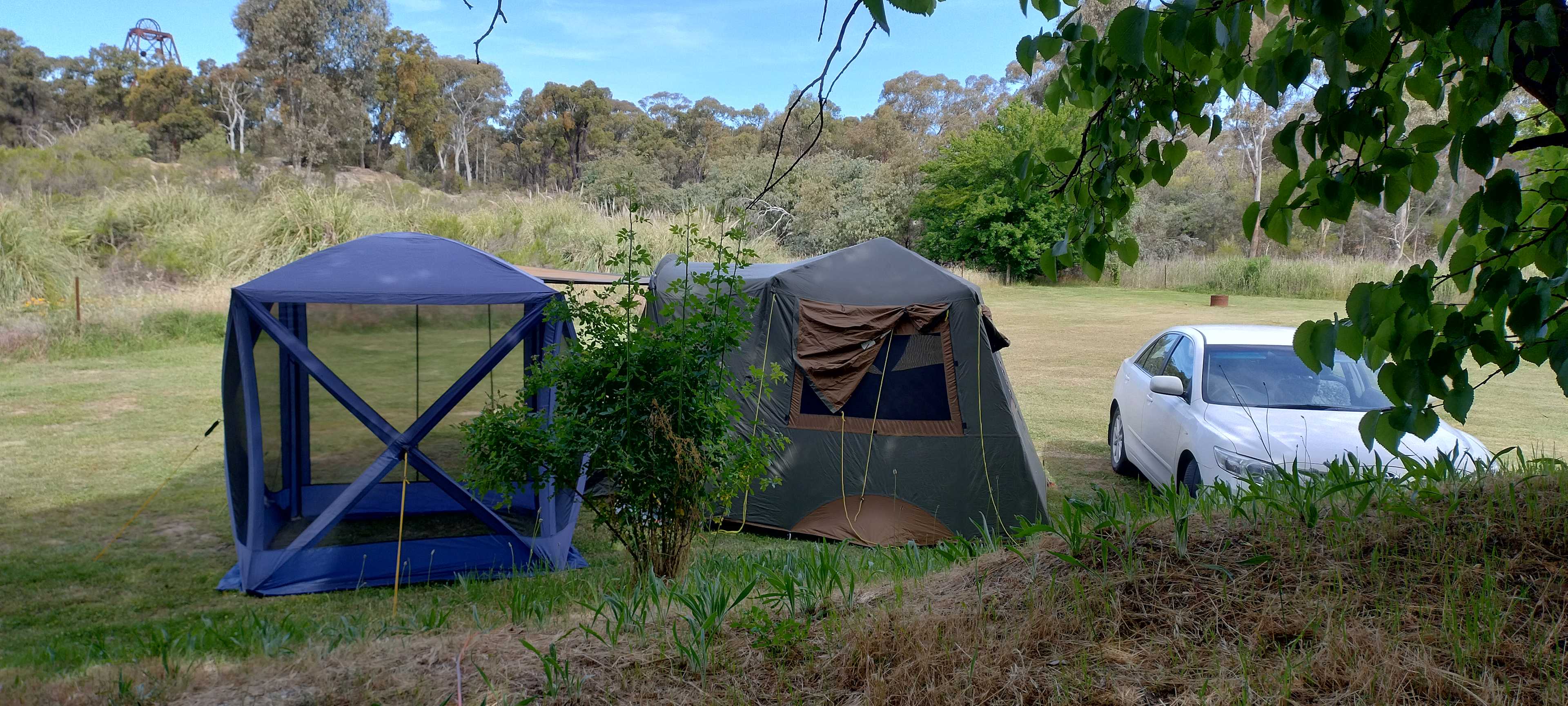 The plum tree at the back is another site.