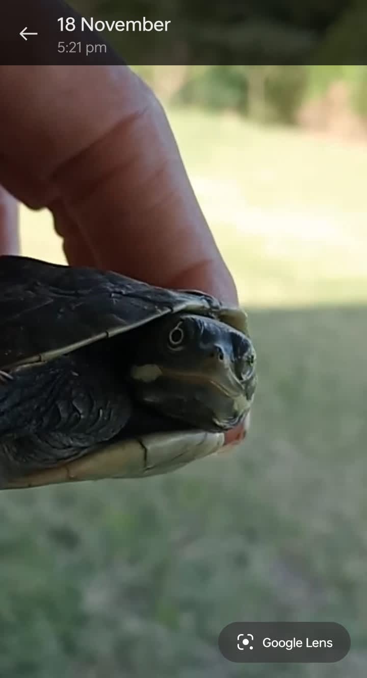 Krefft's Turtle - The Australian Museum https://australian.museum/learn/animals/reptiles/kreffts-turtle/