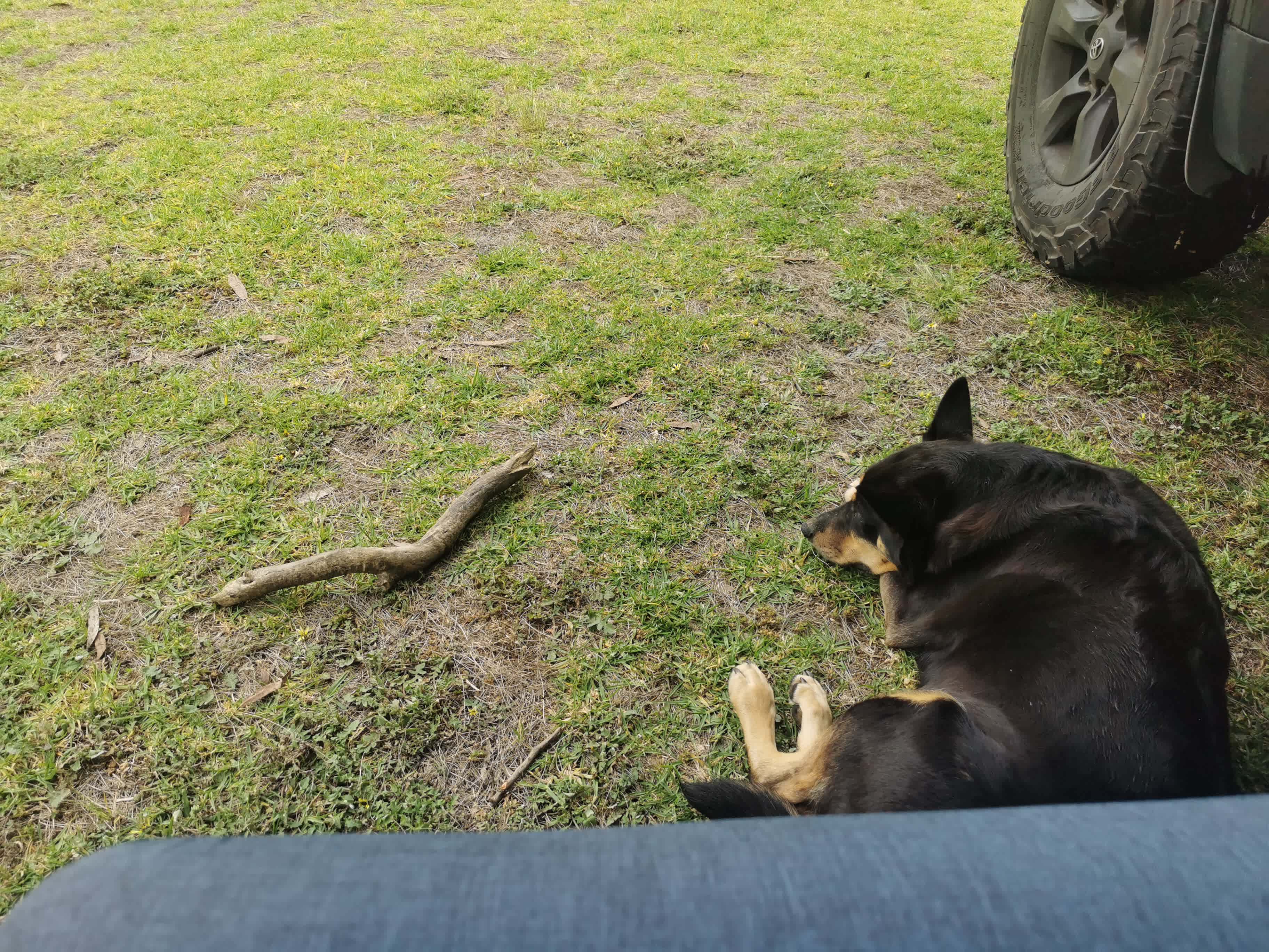 Playing fetch can be exhausting, even for a resident farm dog. 