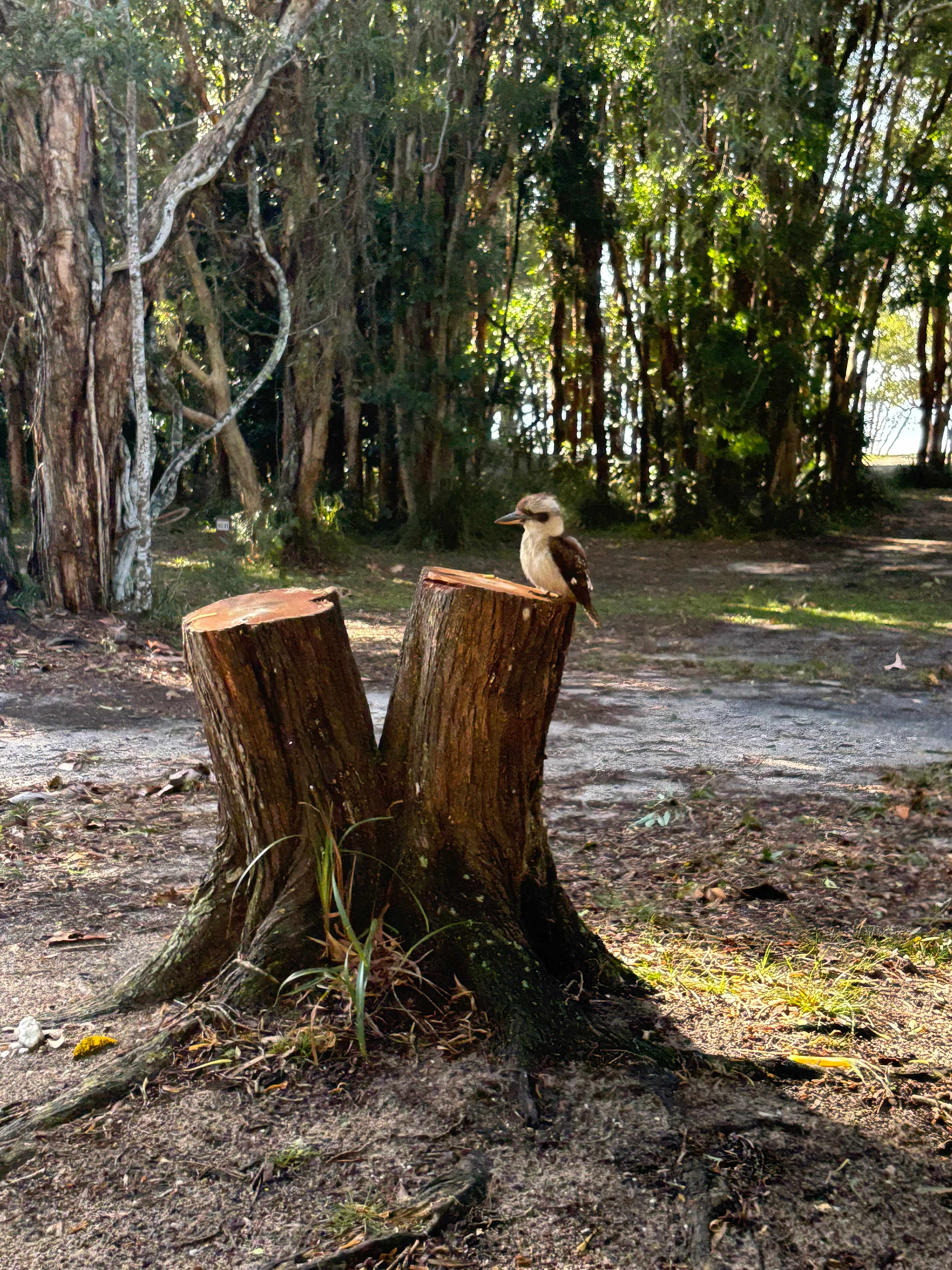 Habitat Noosa Everglades EcoCamp