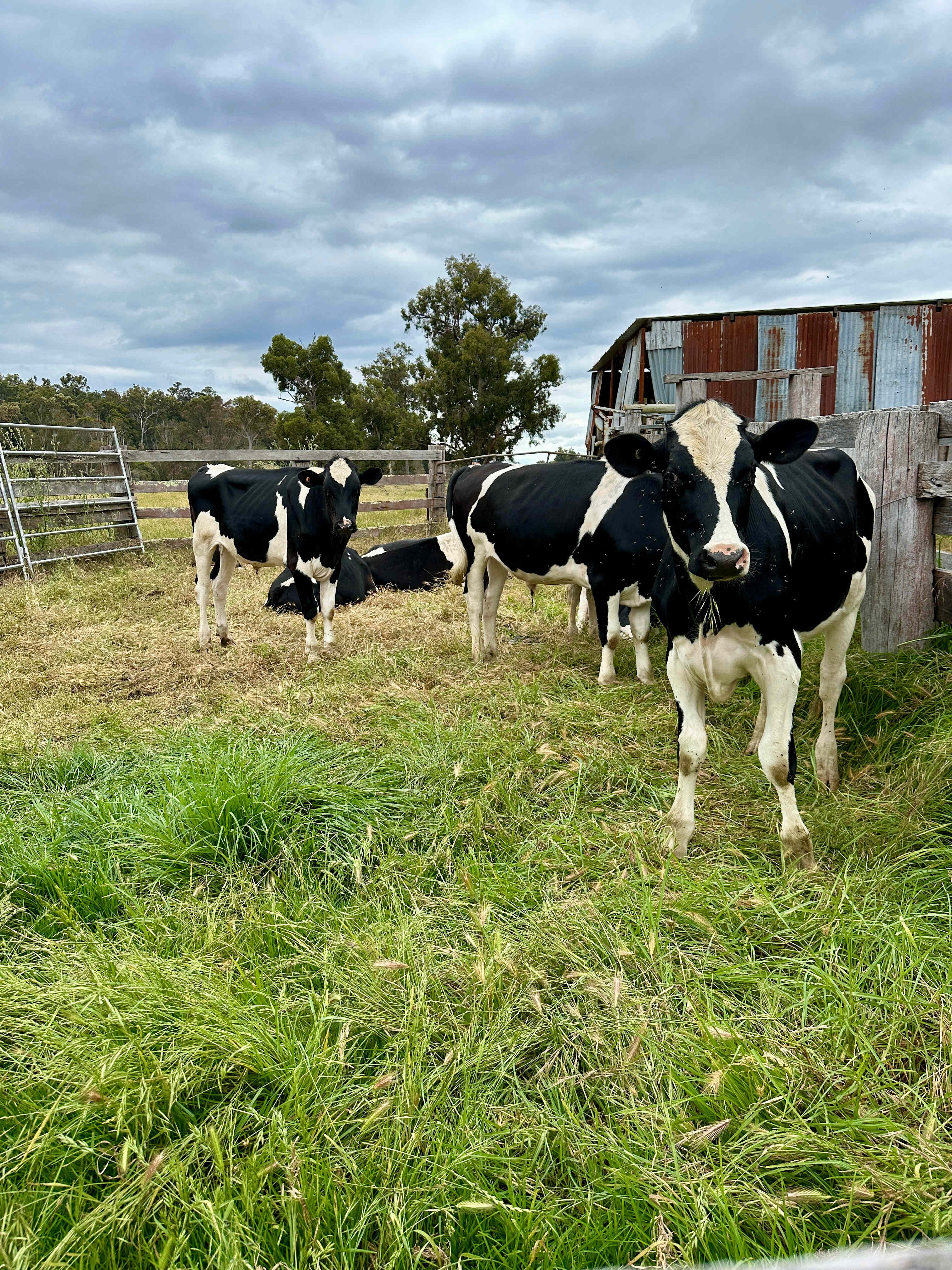 Moo cows were moved after we arrived, but they are beautiful and will be back in a few weeks we were told 