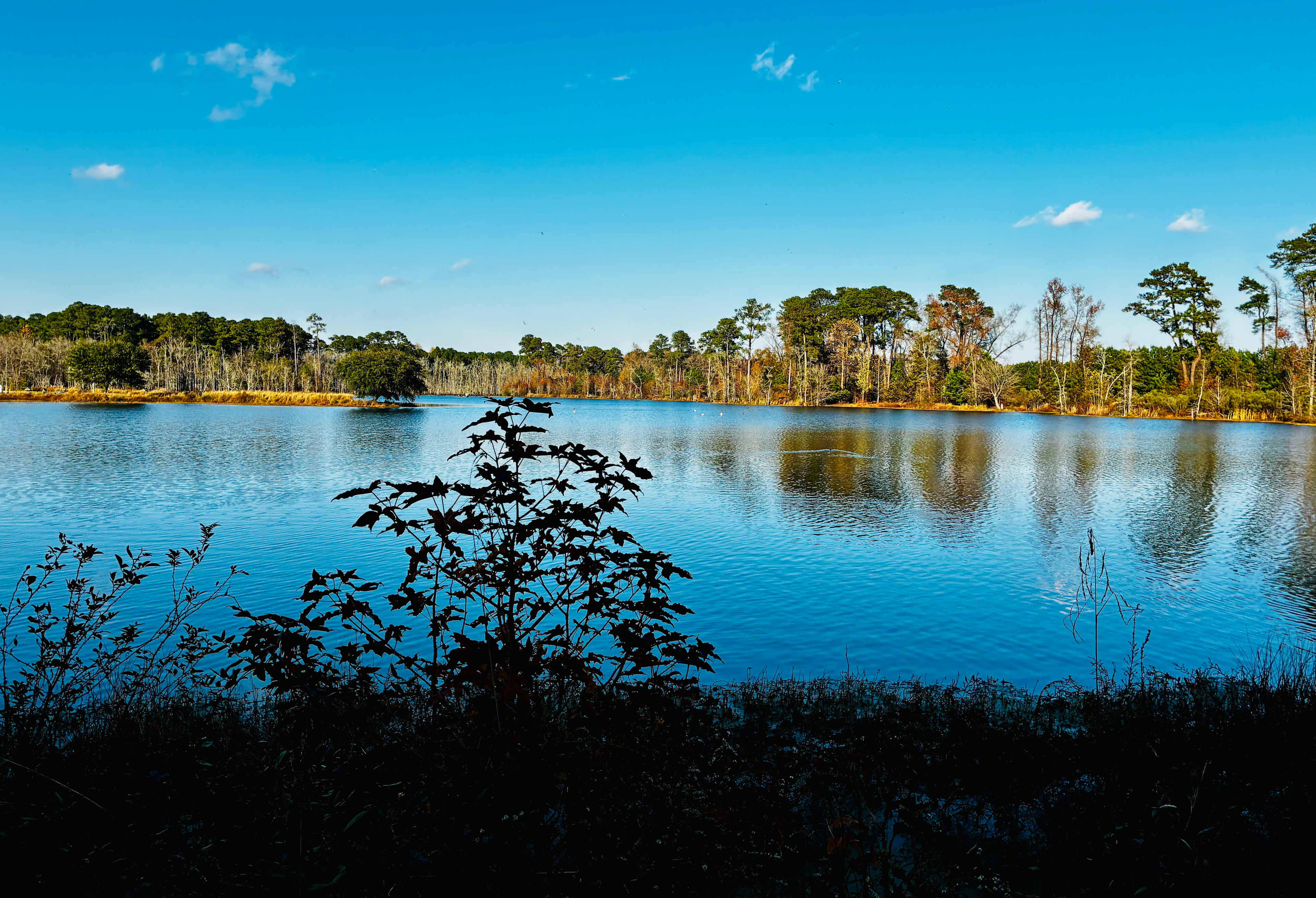 JCO Campground at Lee Baysden Pond
