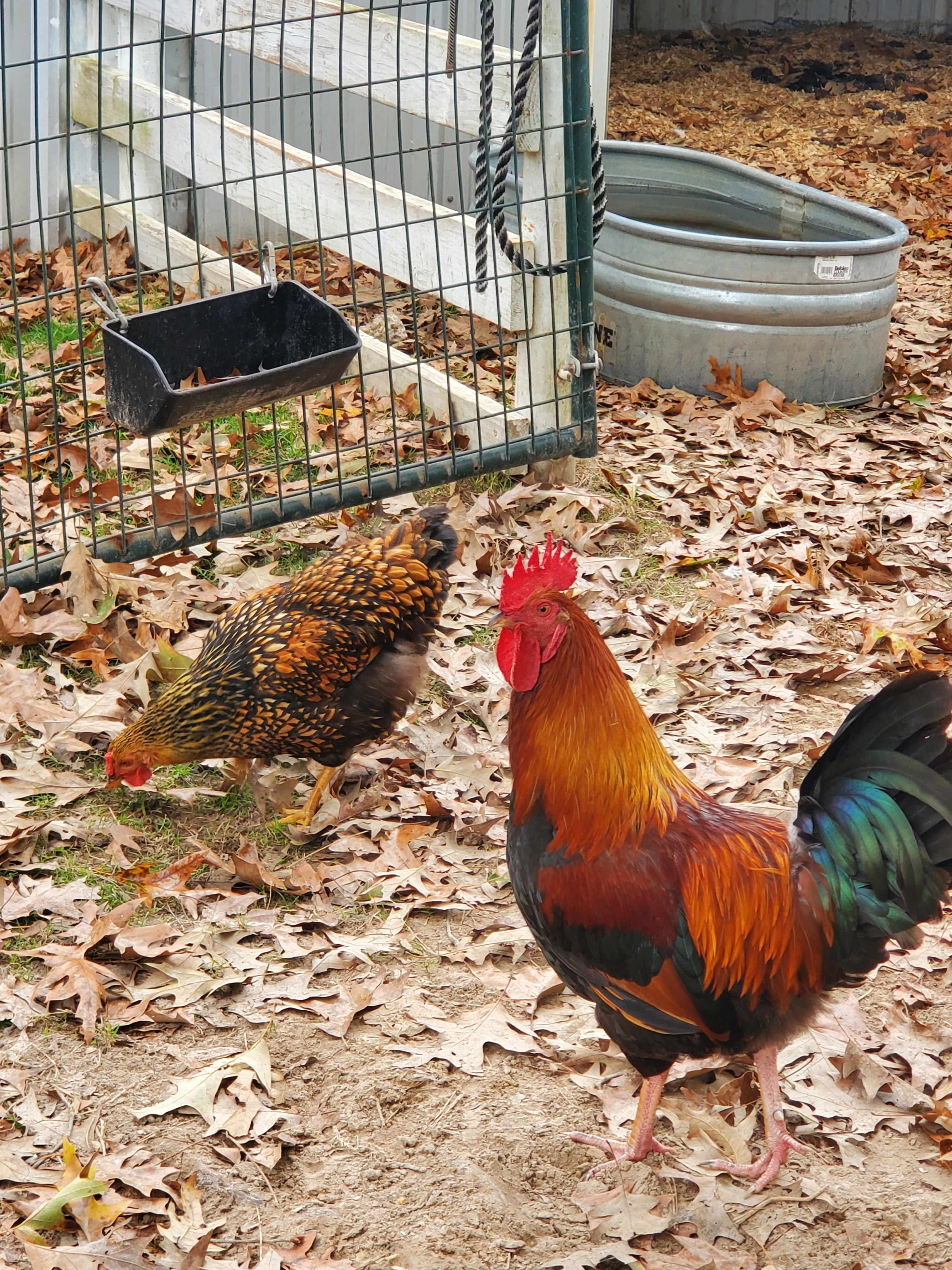 Snow White Sanctuary